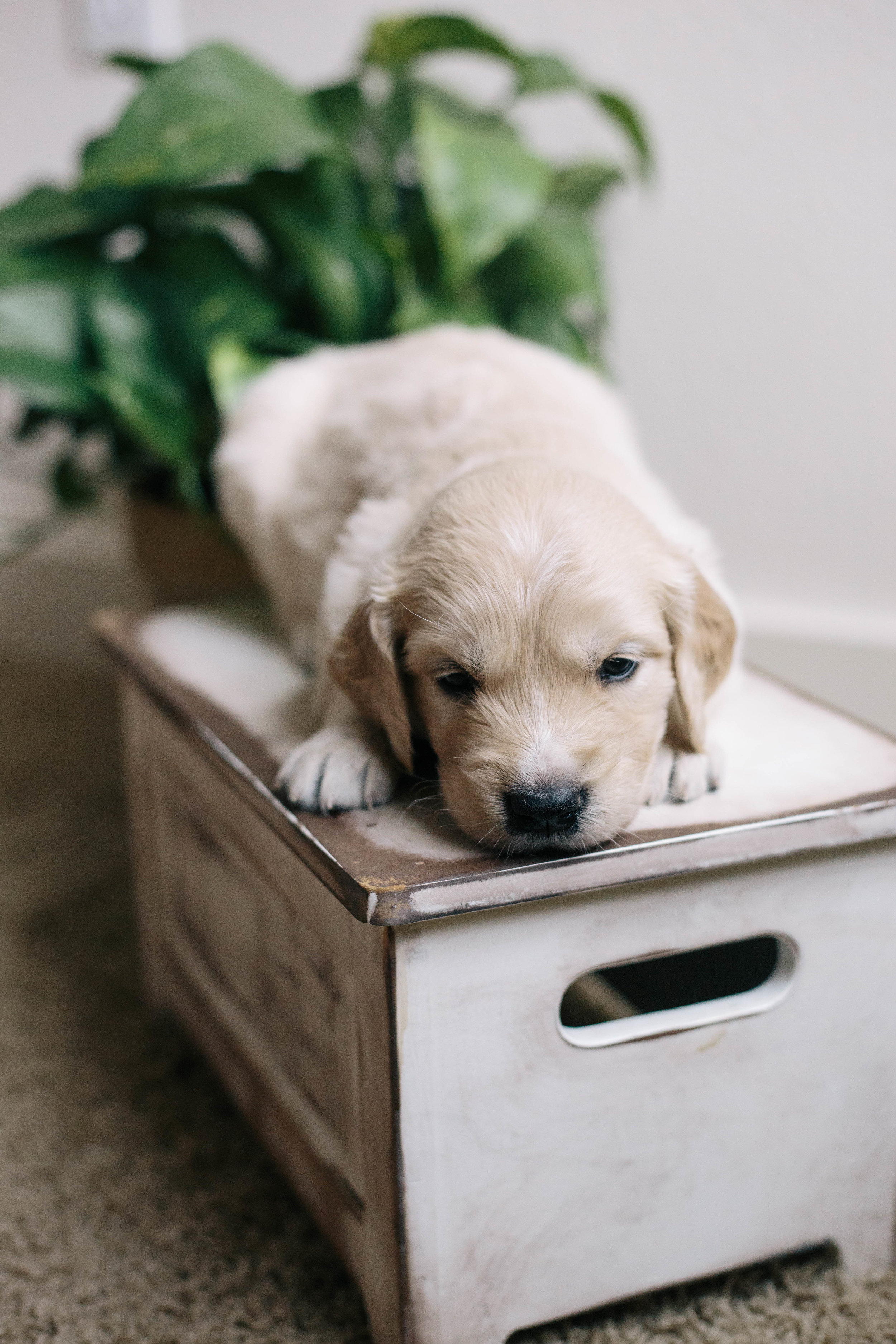 ShilohsPuppies4weeks02.jpg