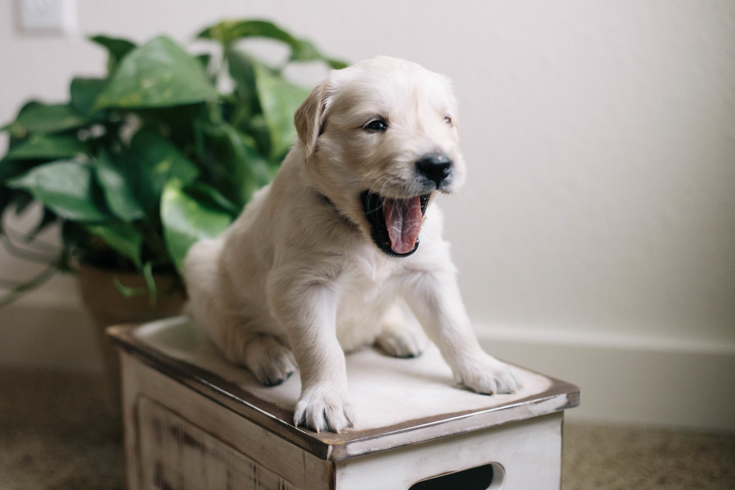 ShilohsPuppies4weeks08.jpg