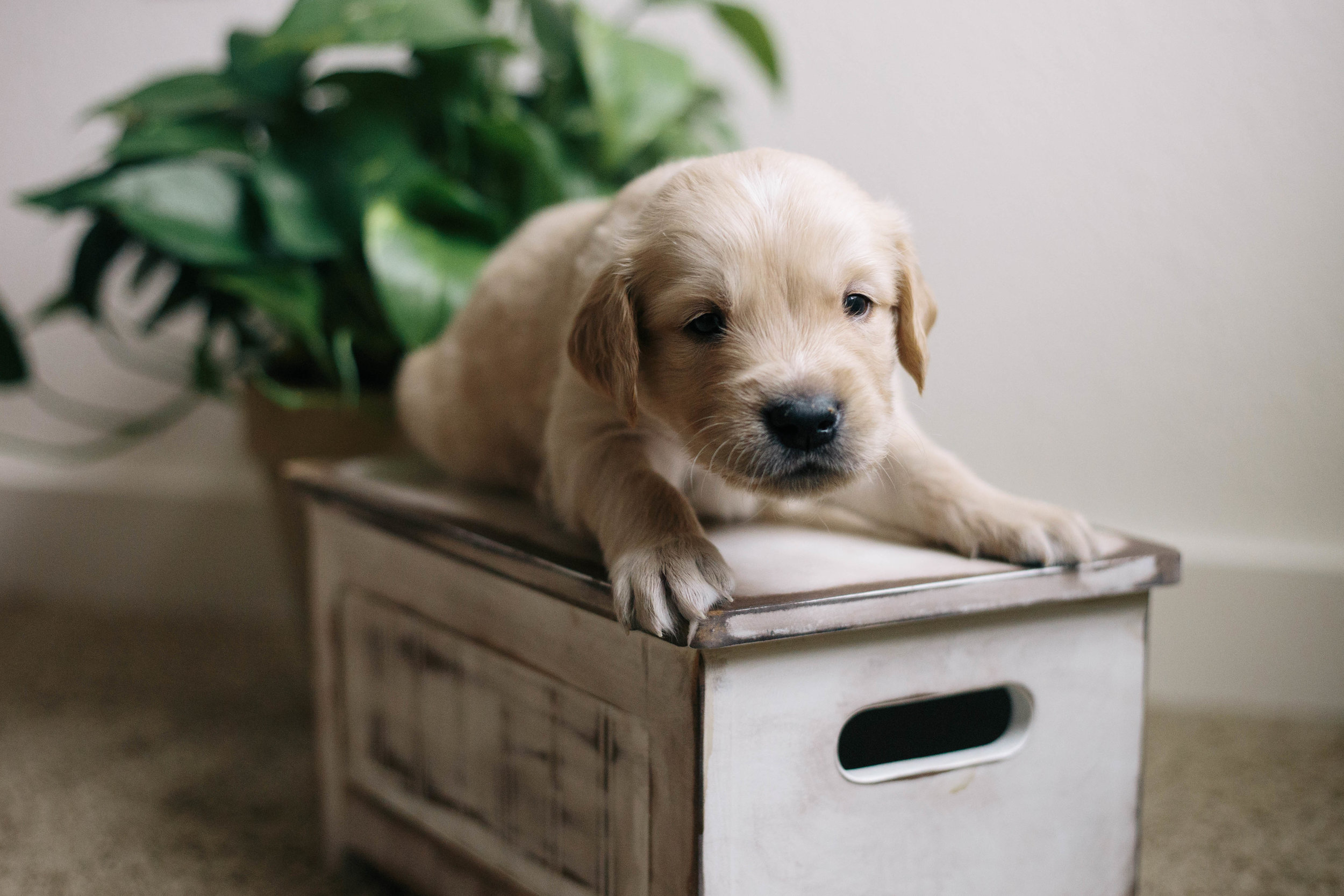 ShilohsPuppies4weeks10.jpg
