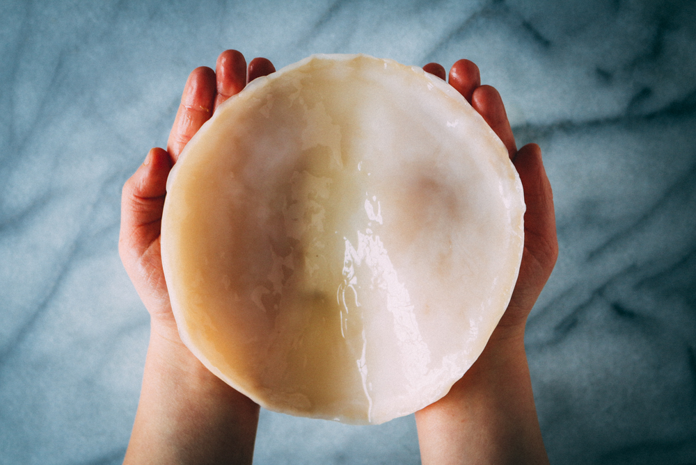 Kombucha SCOBY