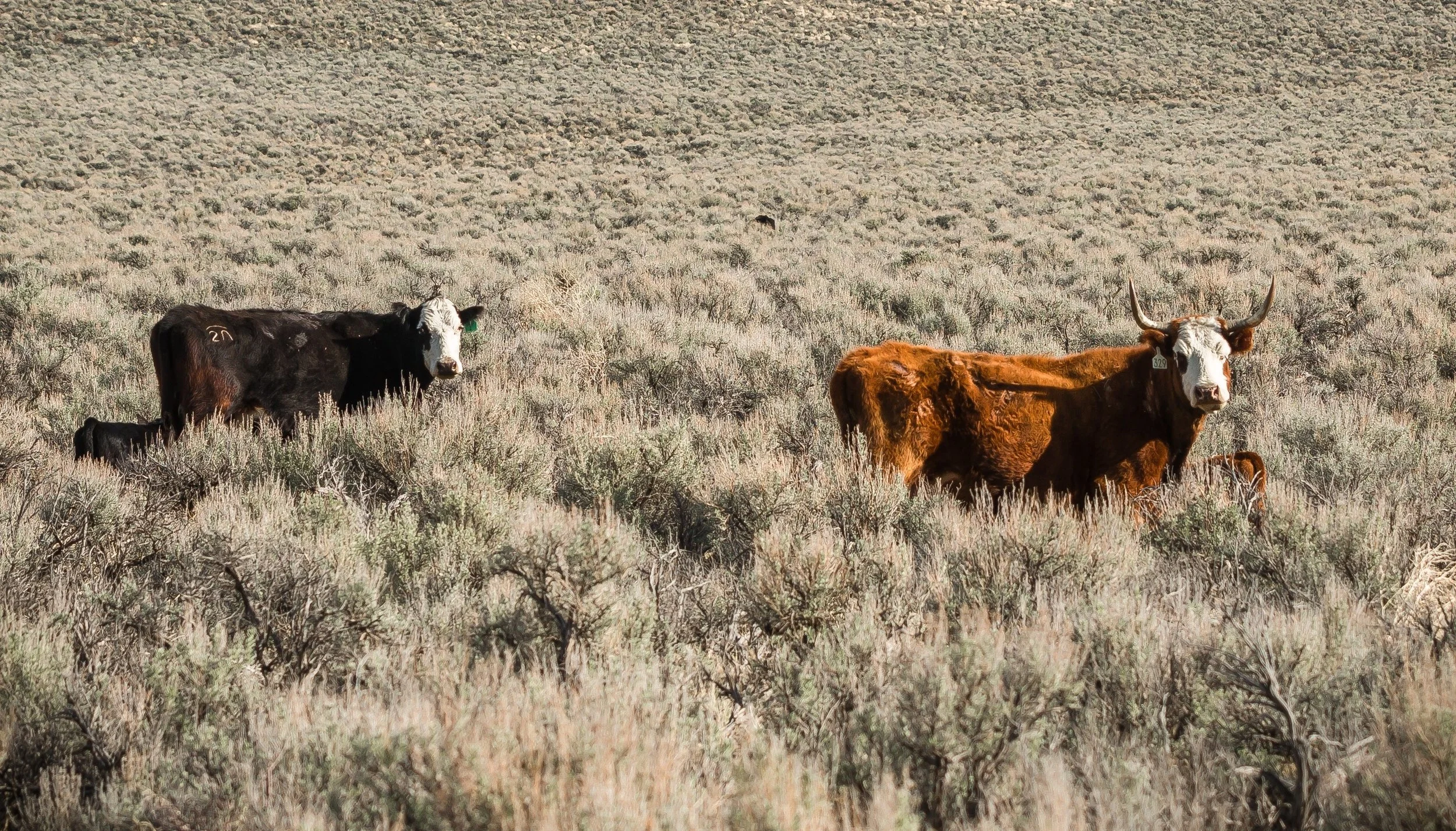 Cattle grazing on public lands near Steens Mountain, Oregon. BLM/Greg Shine , CC BY