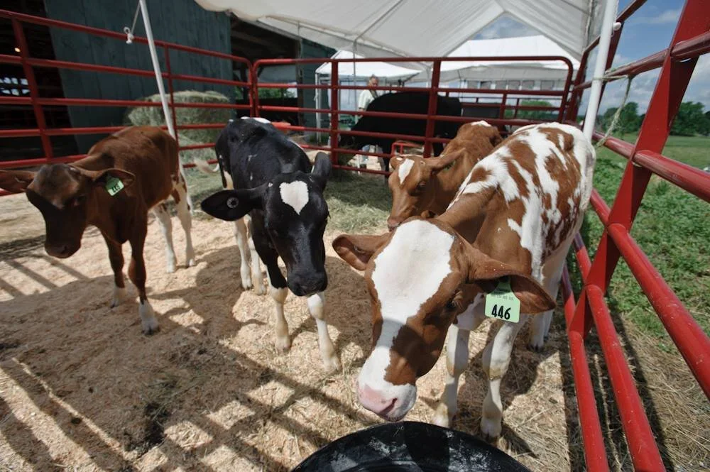Dairy Cattle Sales Suffer from Covid19 Restrictions — NEAFA