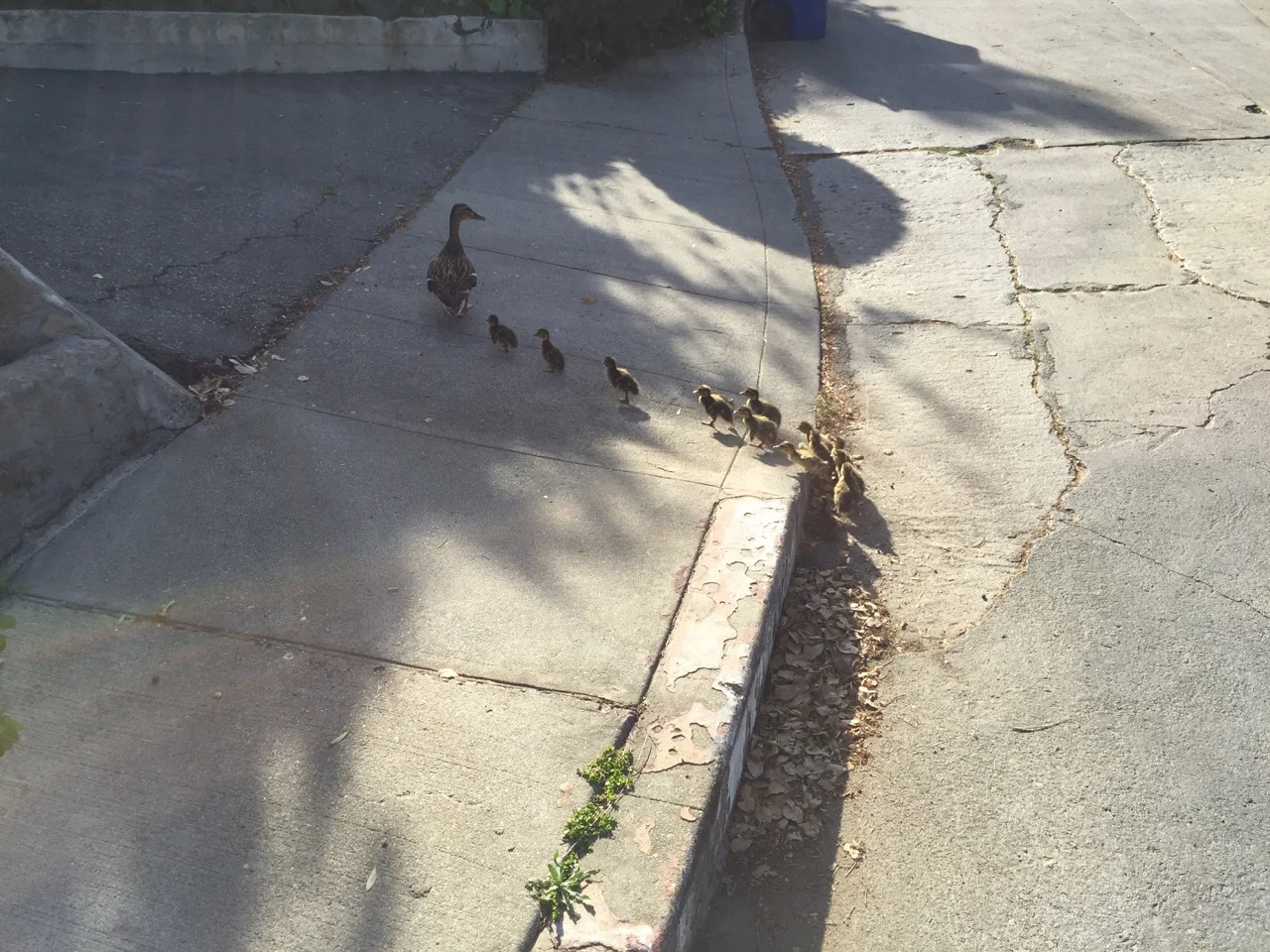 mom _ ducks on SL Dr.jpeg