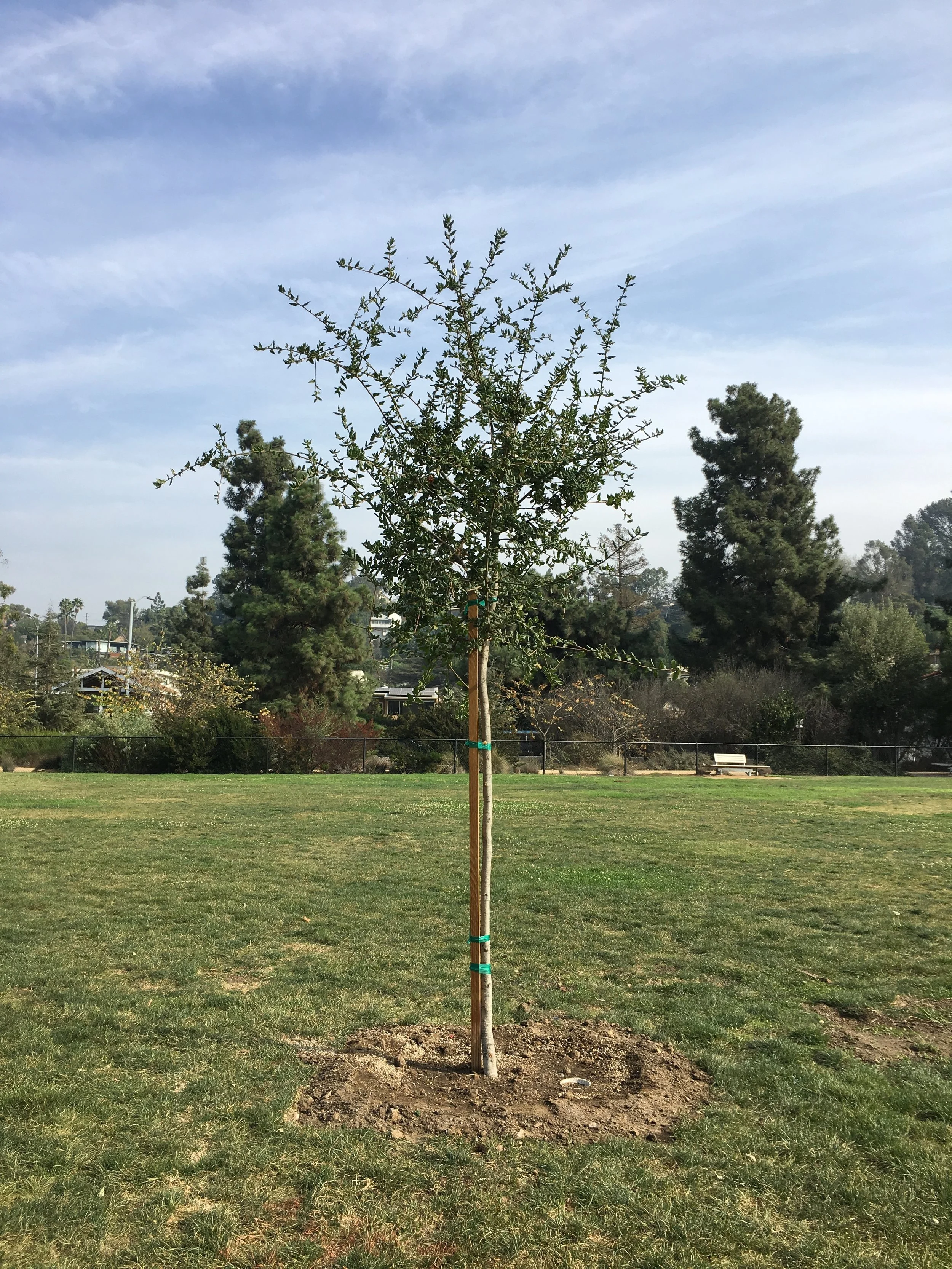 A new Valley Oak in the Meadow Park