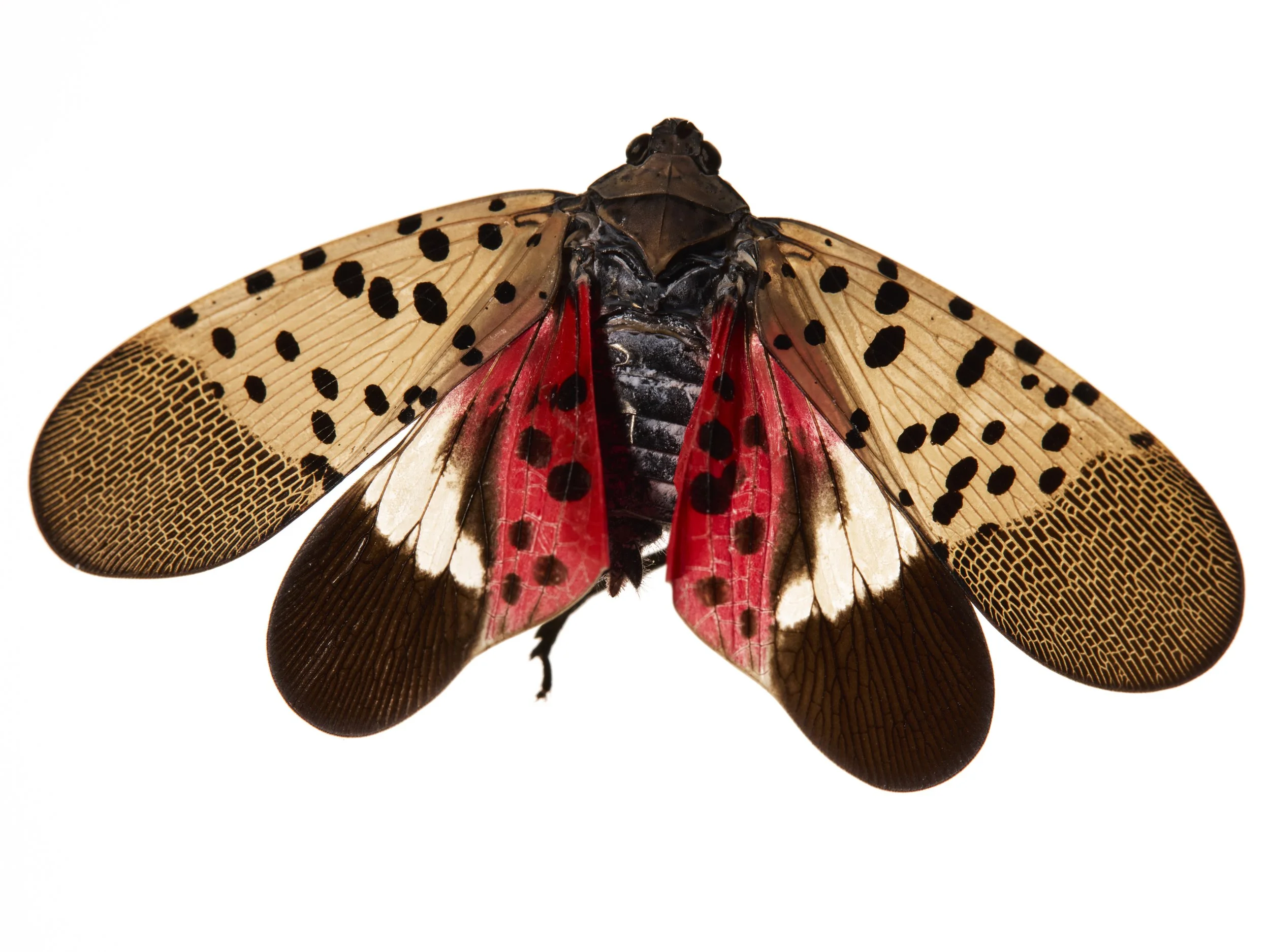 SpottedLanternFlies27388_1.jpg
