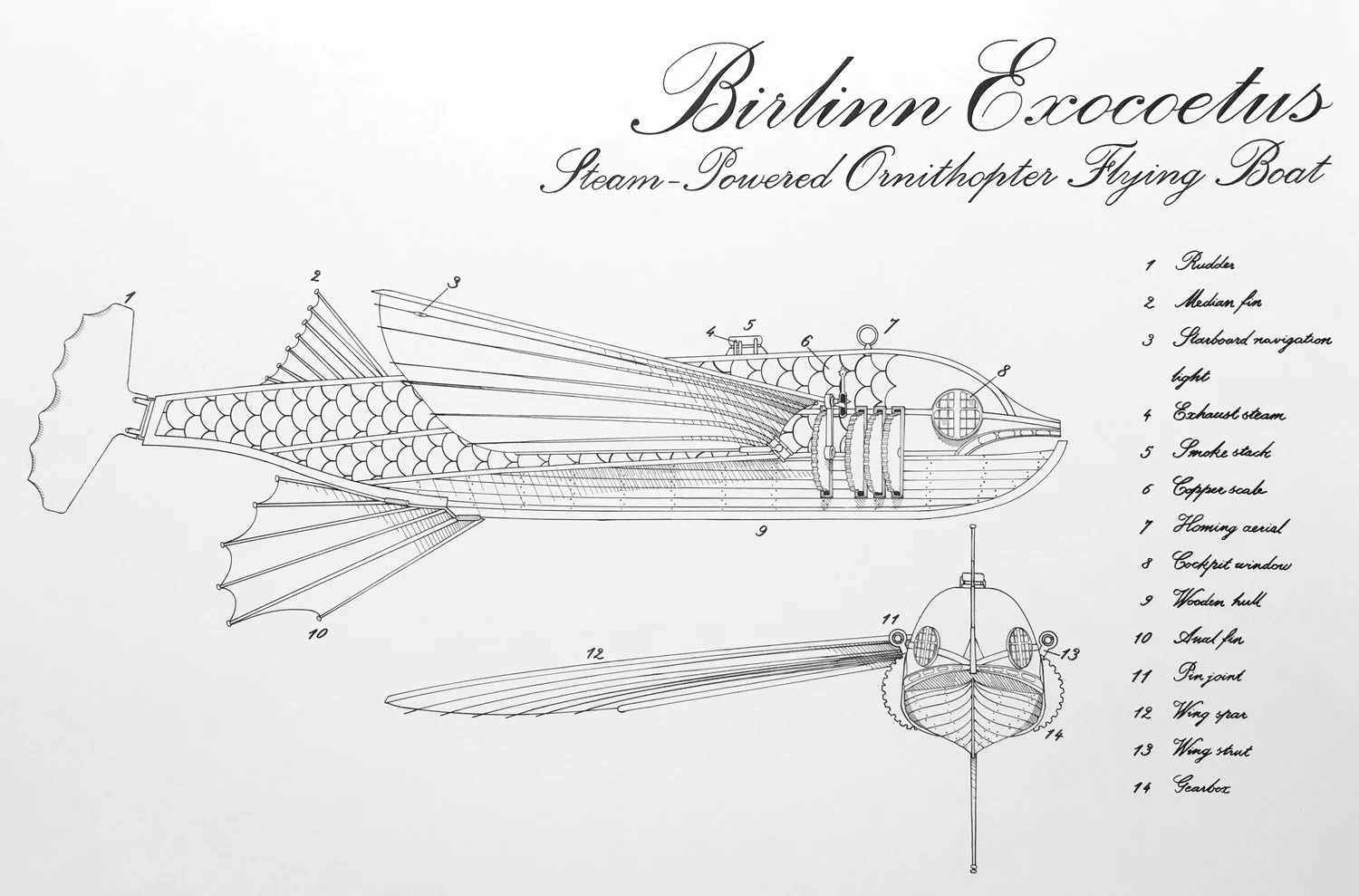 Birlinn Exocoetus.JPG