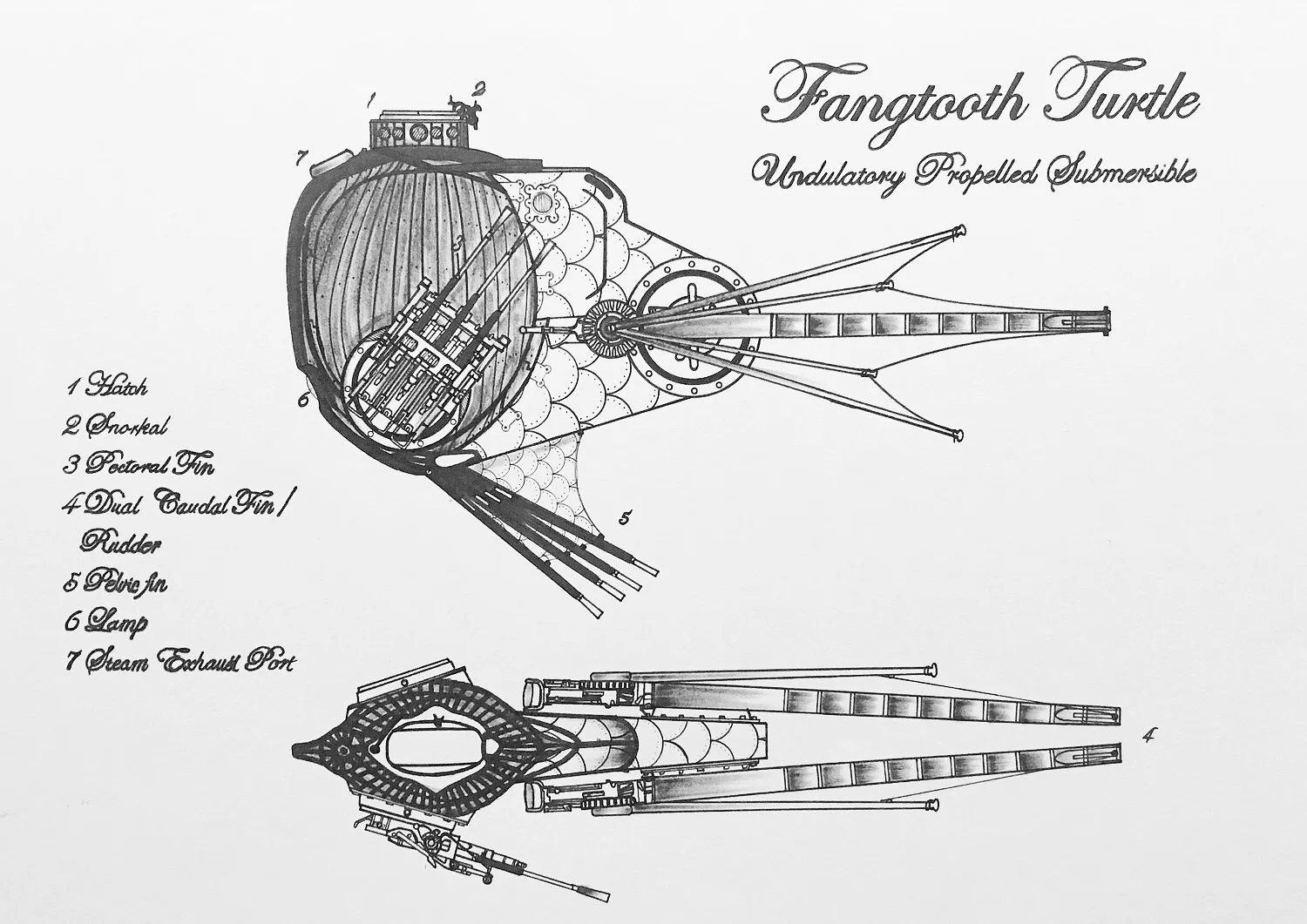 Fangtooth Turtle.JPG