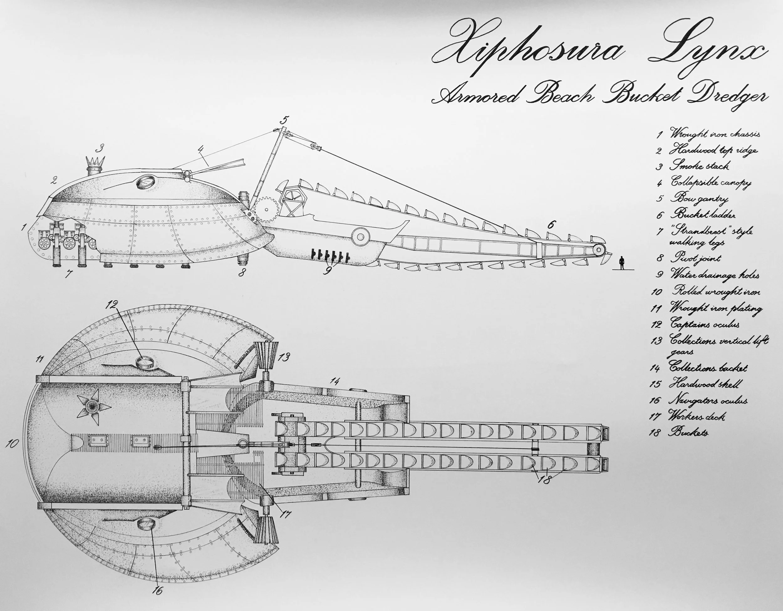 Xiphosura Lynx.JPG