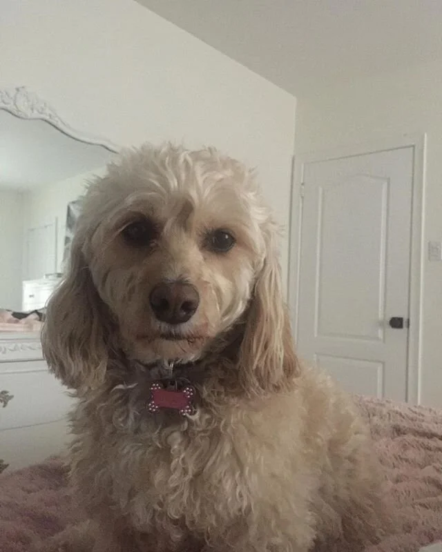 Wake up and feed meπ΄π΄π΄