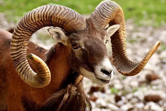 aries-2425597_640.jpg