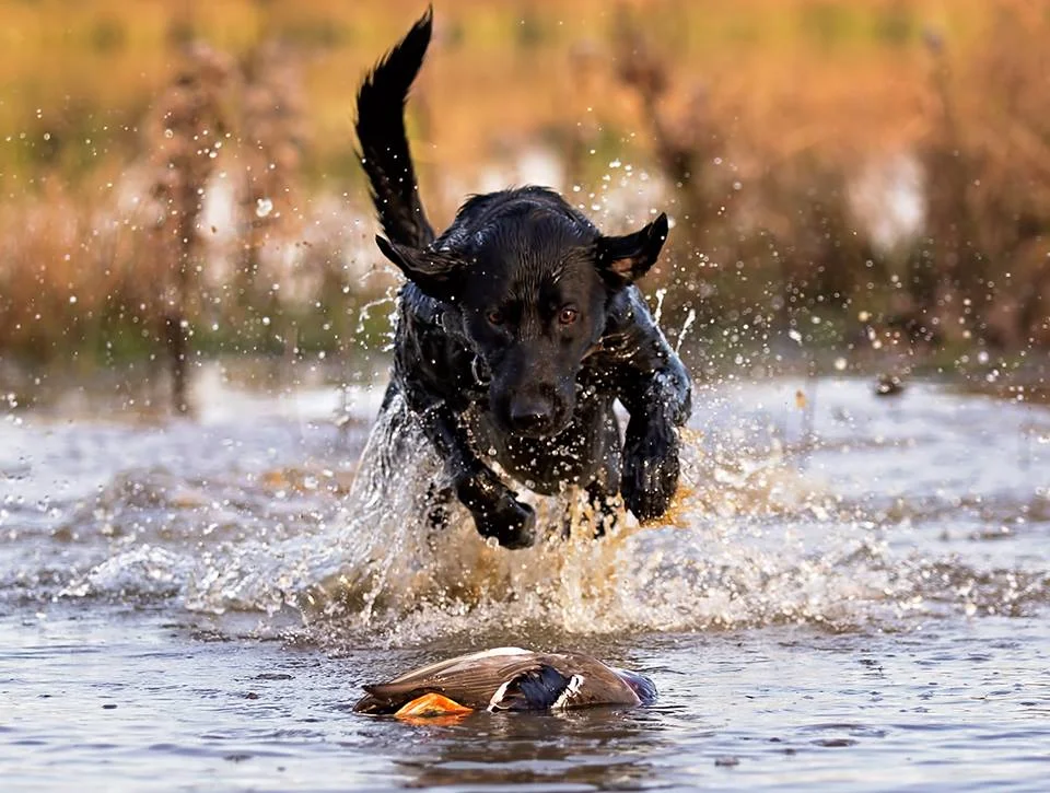 Muddy Mallard Guide ServiceMuddy Mallard Tunica , Ms Book Hunt Guided