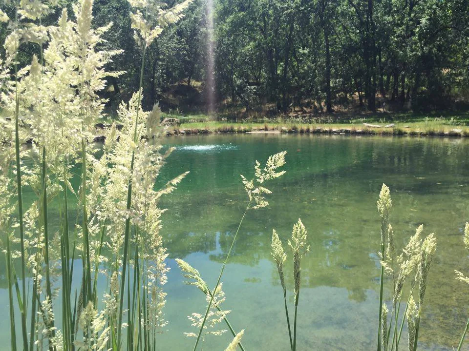 Oathill pond closeup.jpg