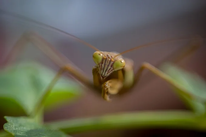 Mantis-3.jpg