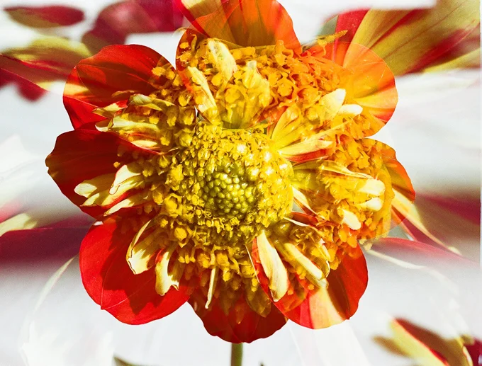 DoubleDaisyDahlia.jpg
