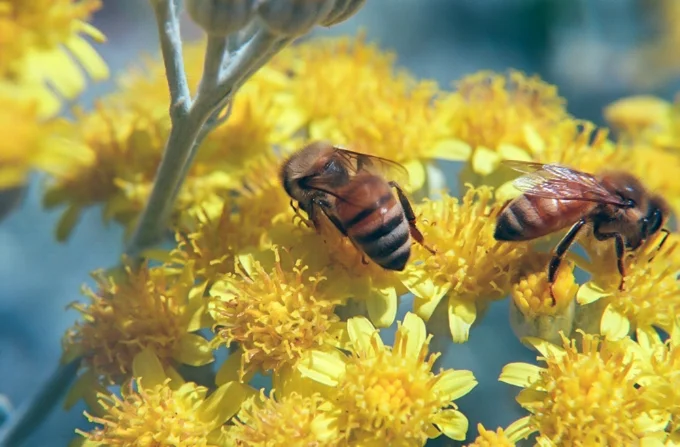 Bees on Dusty Miller.jpg
