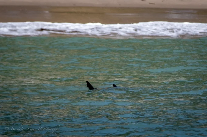 Great White Shark by the shore of New Brighton Beach