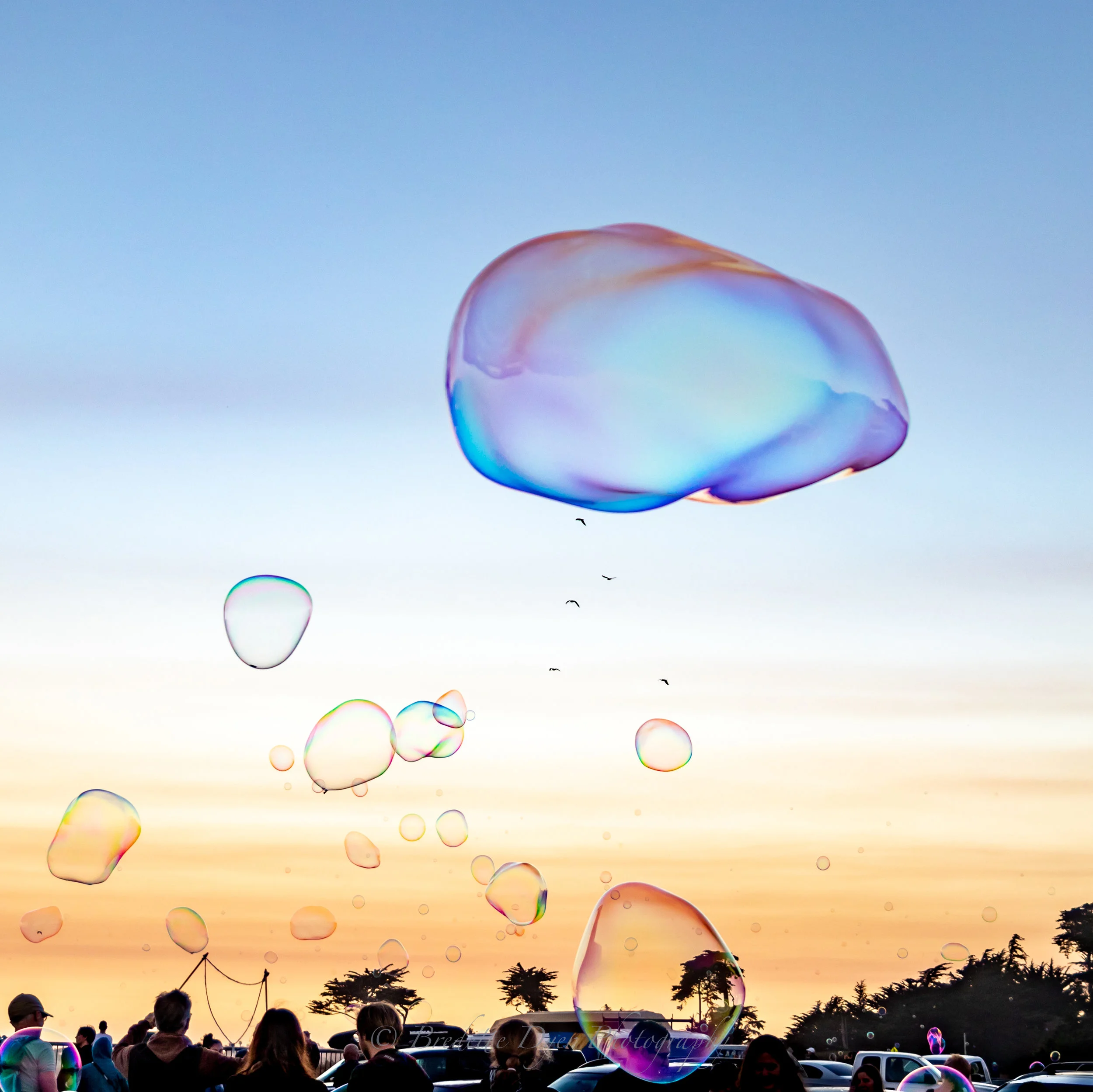 Bubbles and Birds-1.jpg