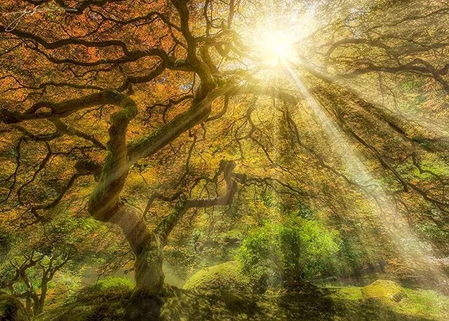 Japanese tree #beautiful #photoftheday #jonathantucker #landscape #photography #photographer #nikon #canon #amazing #beautiful #nature #travel #traveling #oregon #japanesestreetfashion #alive #sun