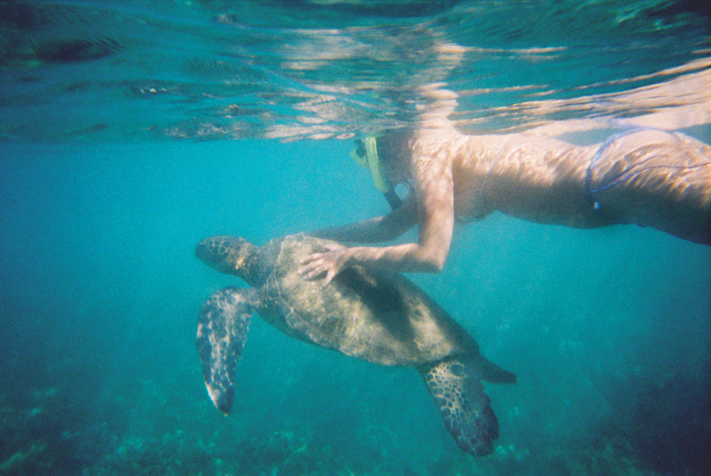 sam-seaturtle-maui1.jpg