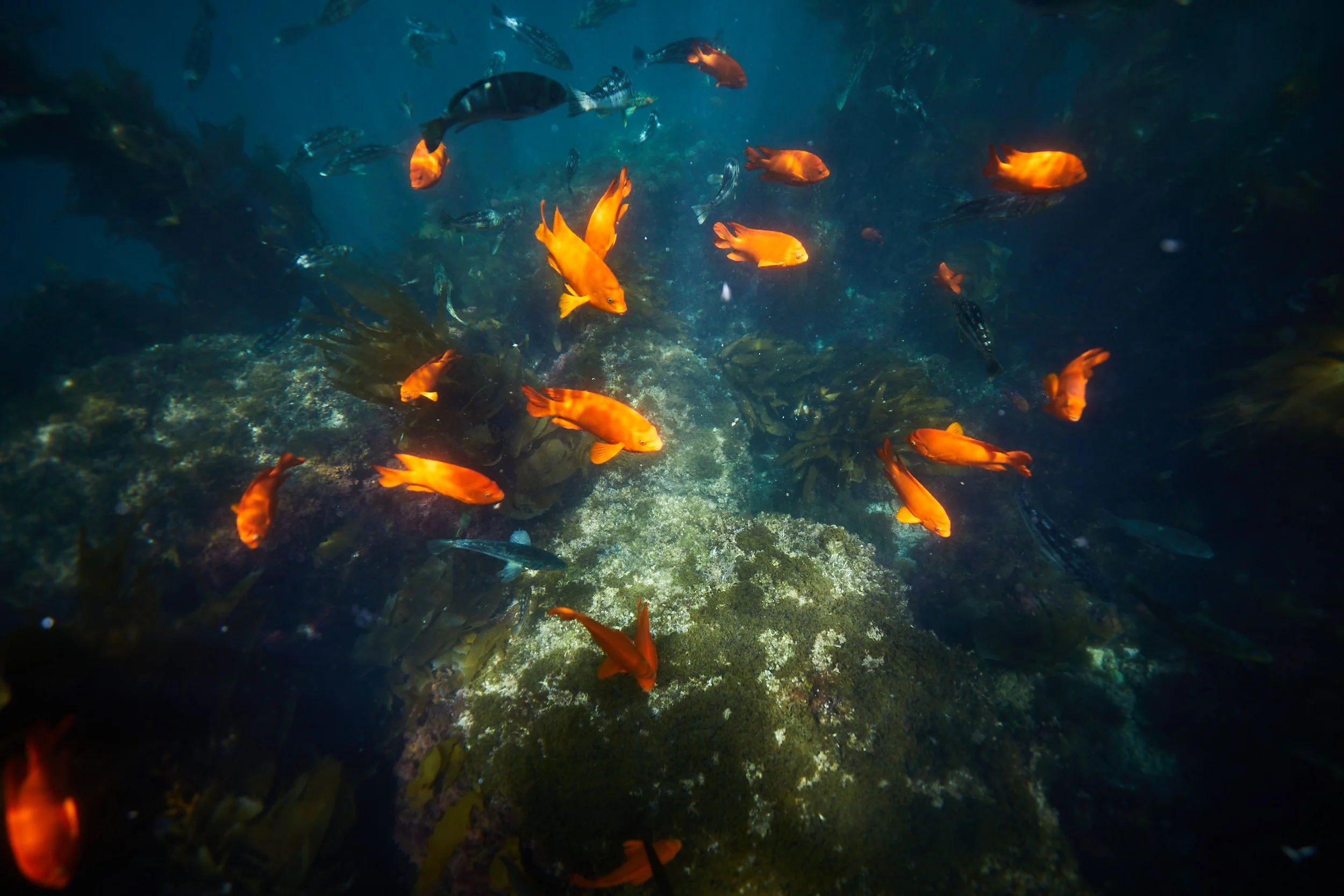03_SNORKELING_VIGNETTES_0017.jpg