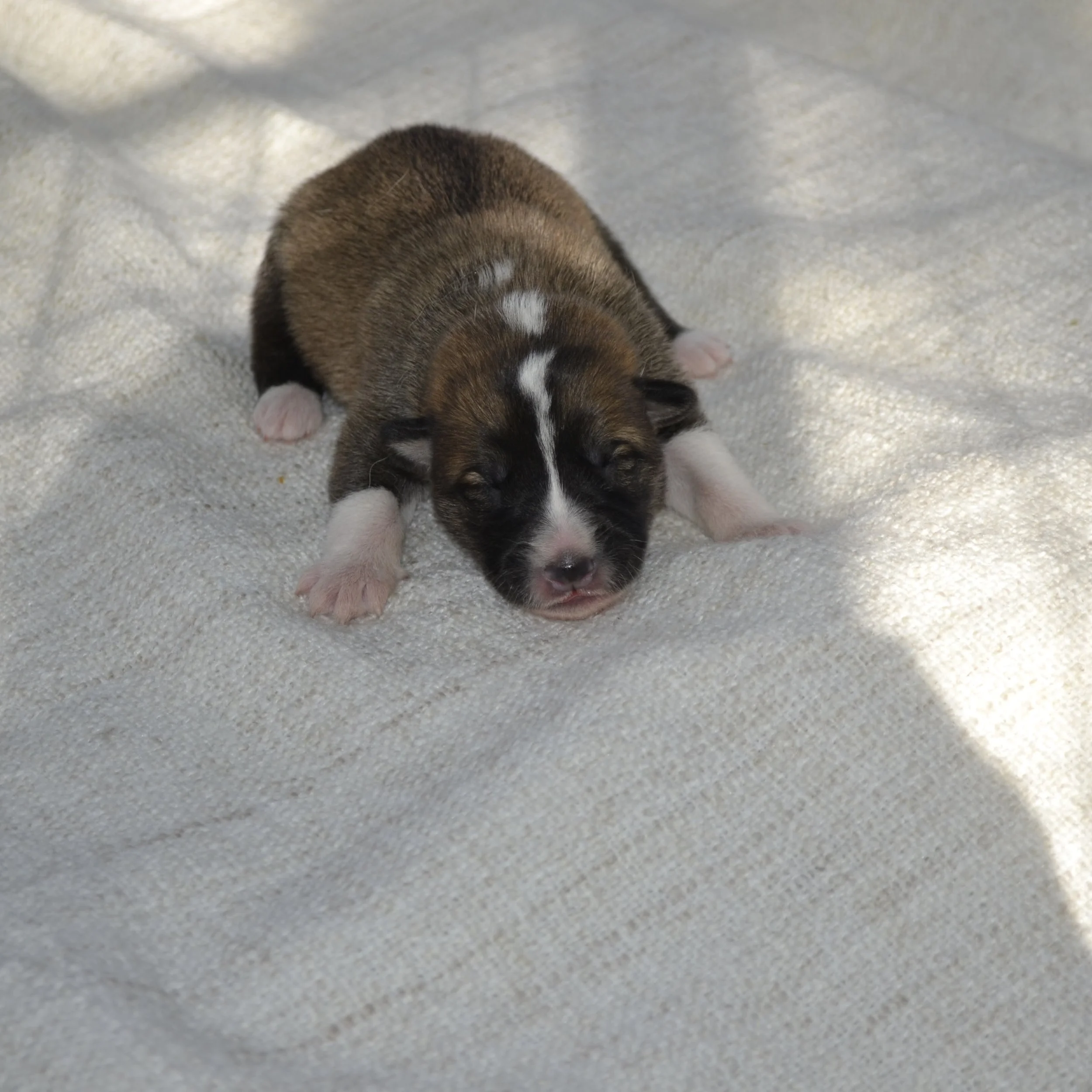 Valp 2 - Astor - Hane