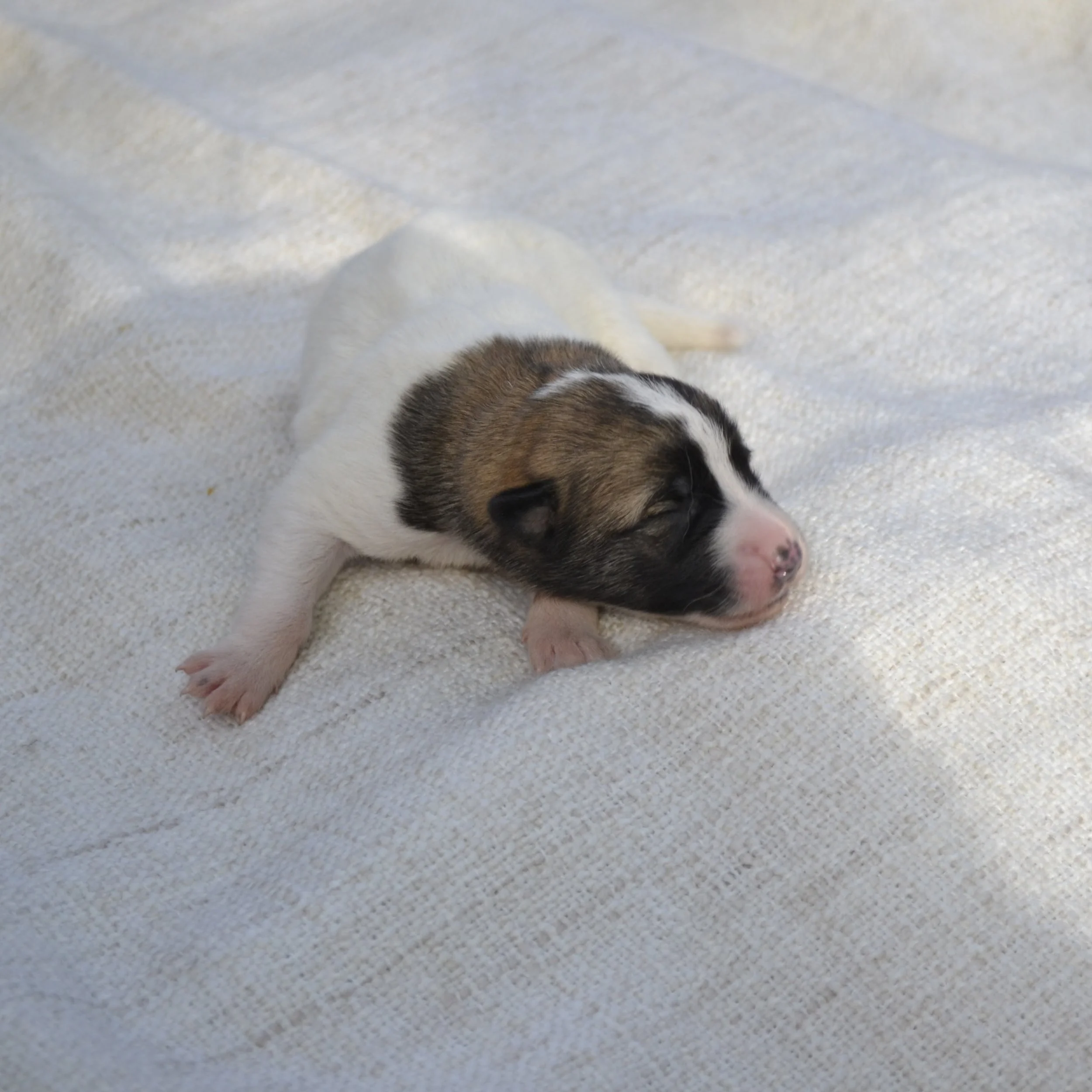 Valp 5 - Astrid - Tik