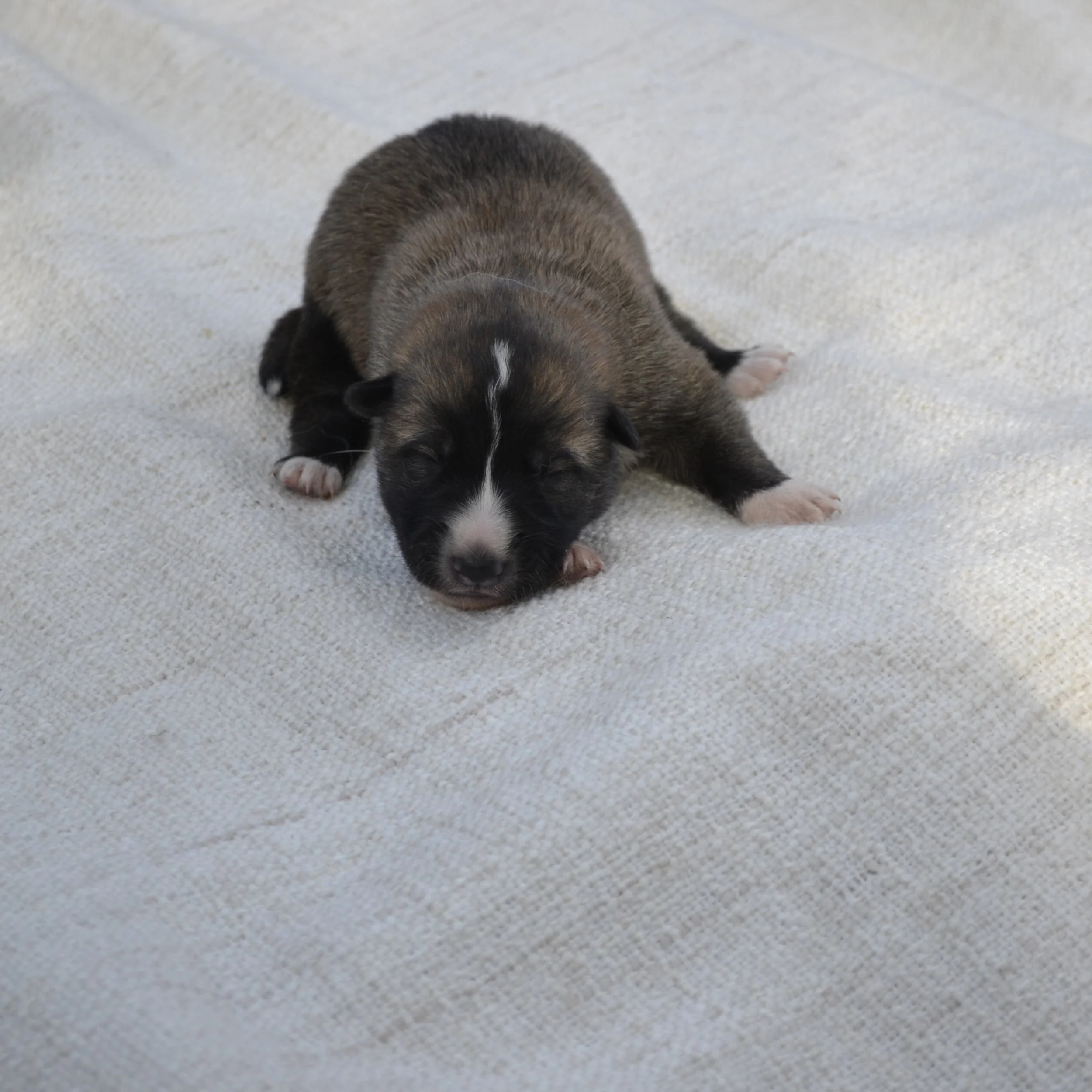 Valp 6 - Arrol - Hane