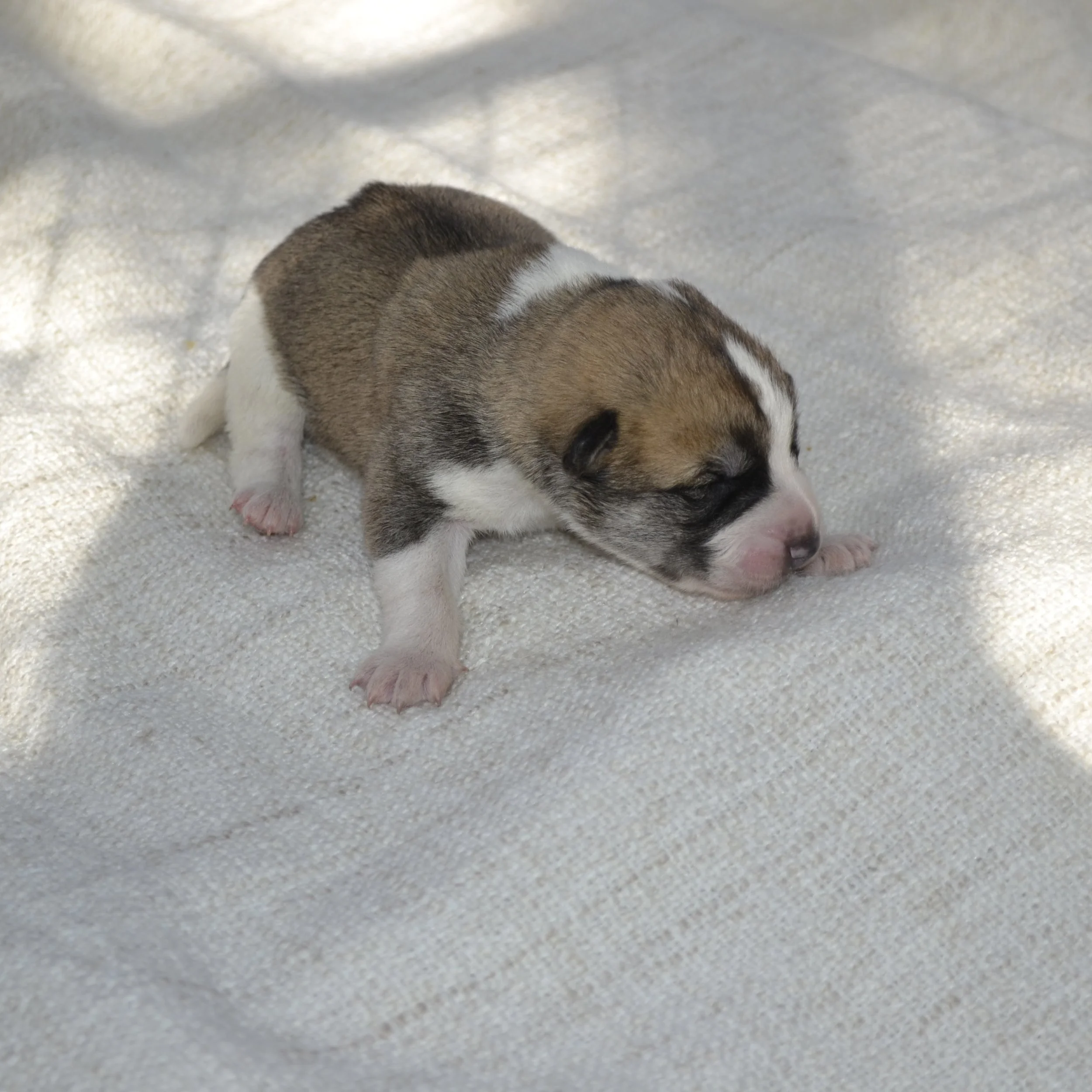 Valp 7 - Aston - Hane