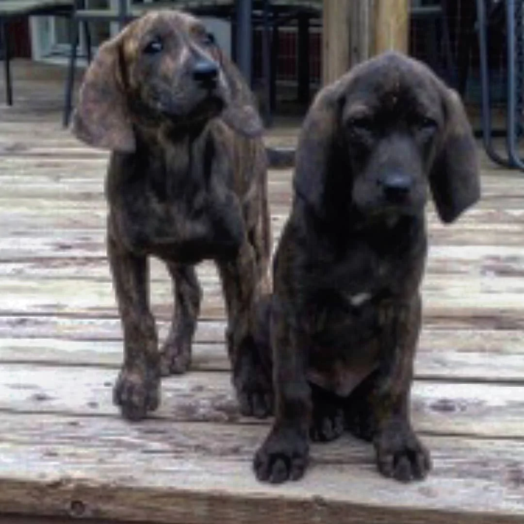 TJURBACKENS UNGHUNDAR DYNAMIT OCH CALIBER TRÄNAR