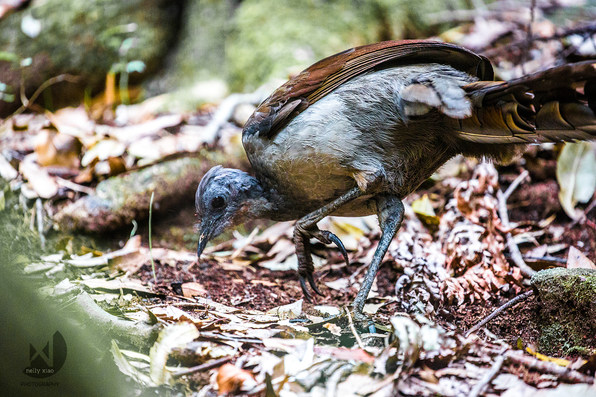   Albert's lyrebird &nbsp;  Katoomba NSW, 2016 