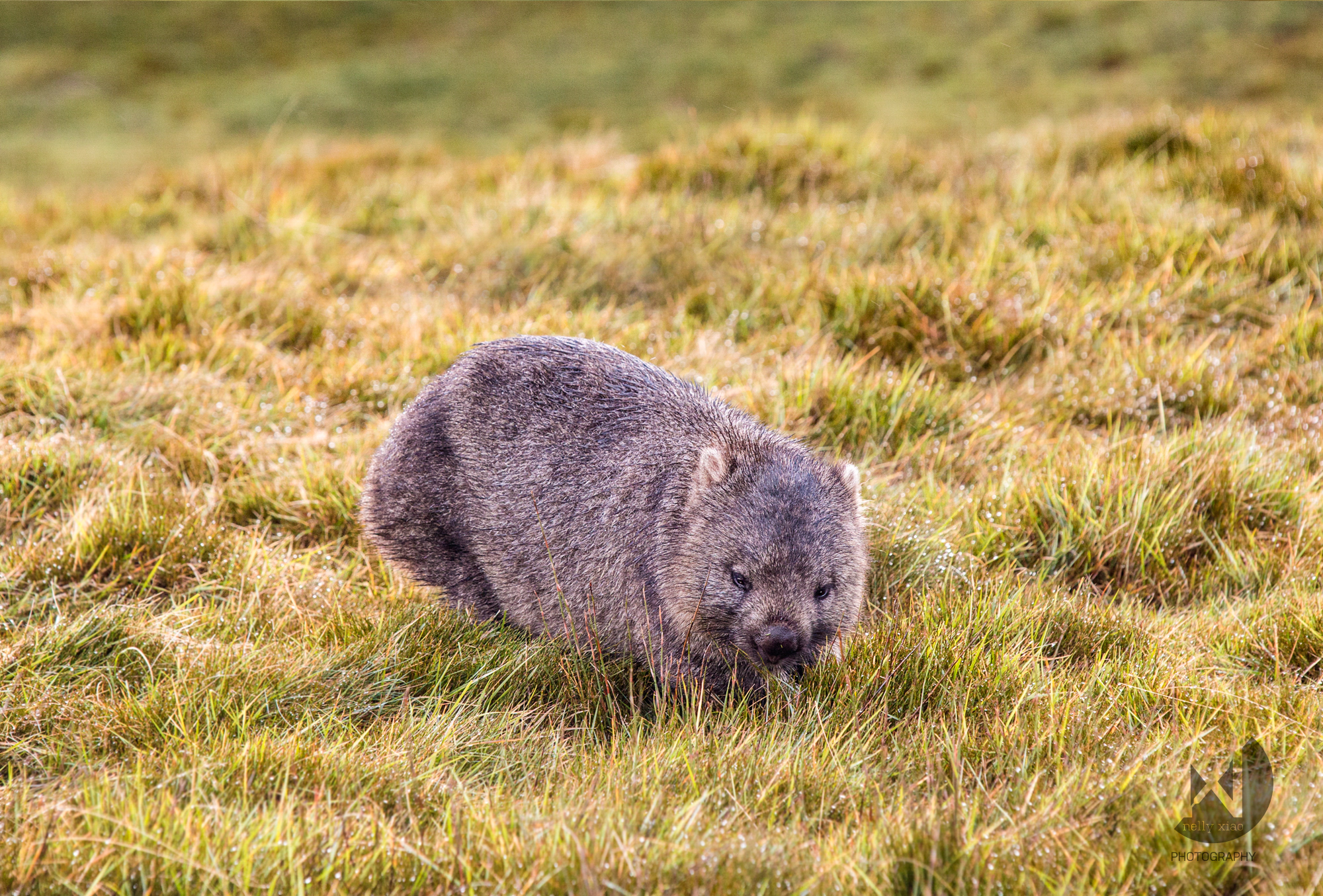   Common wombat   Cradle Mountains Tasmania, 2016 