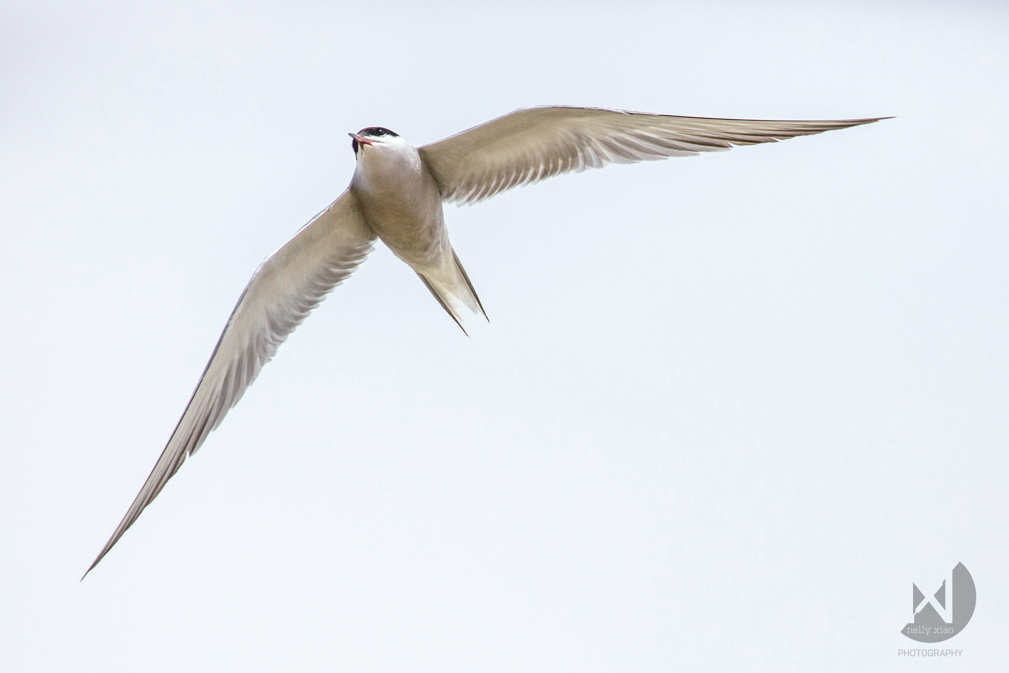 Commen tern (Swallow tern) Kekexili Wildlife Conservation, July 2015 - Migratory stay