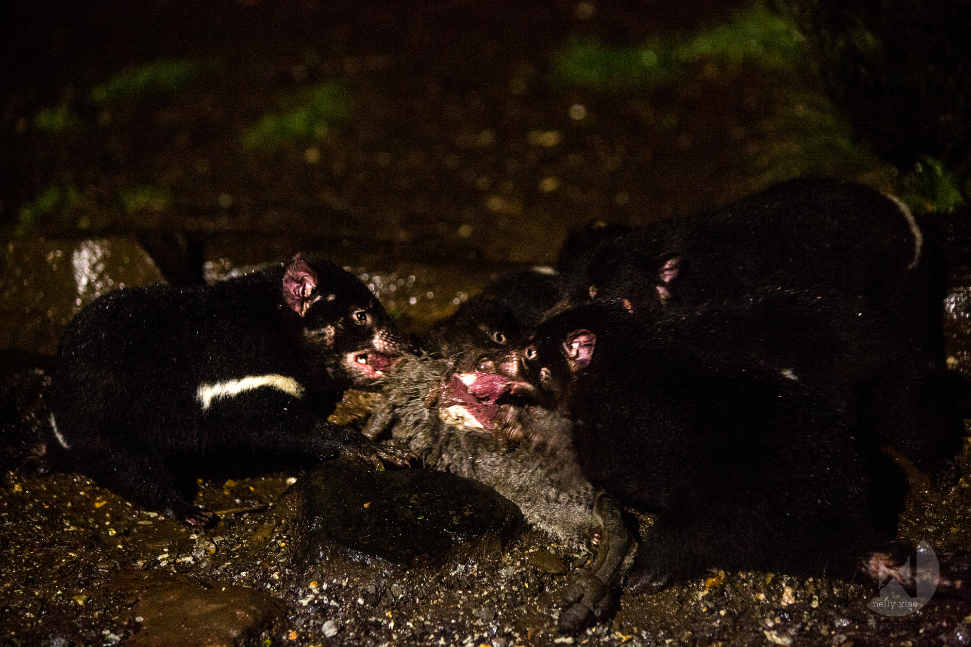   Tasmanian devils devouring a possum &nbsp;  Cradle Mountains Tasmania, 2016 