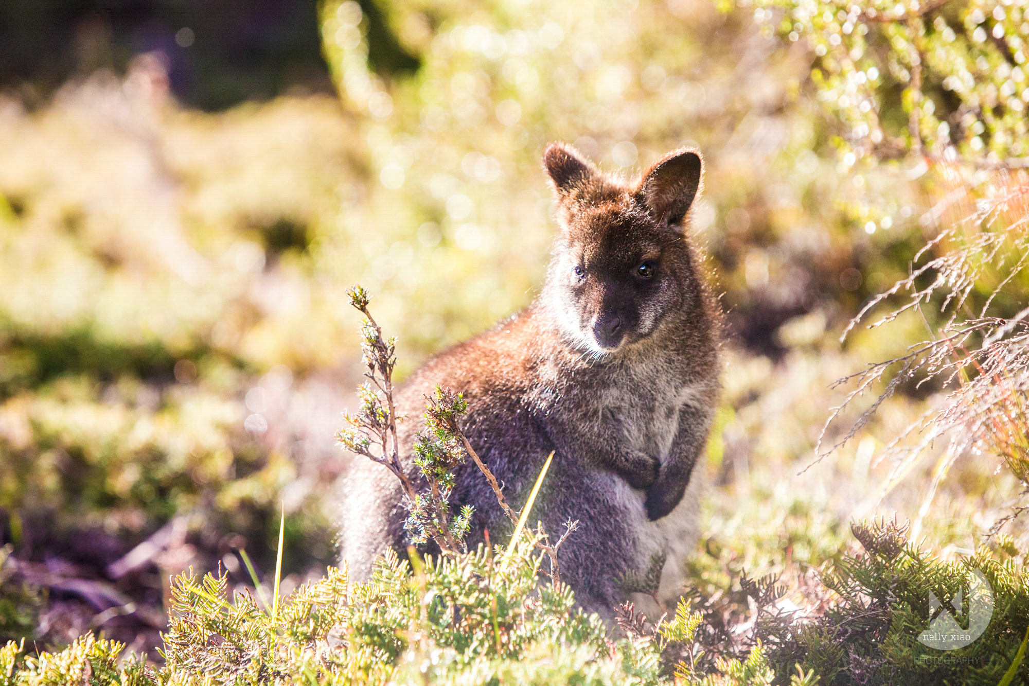 Portrait of a Pademelon Cradle Mountains Tasmania, 2016