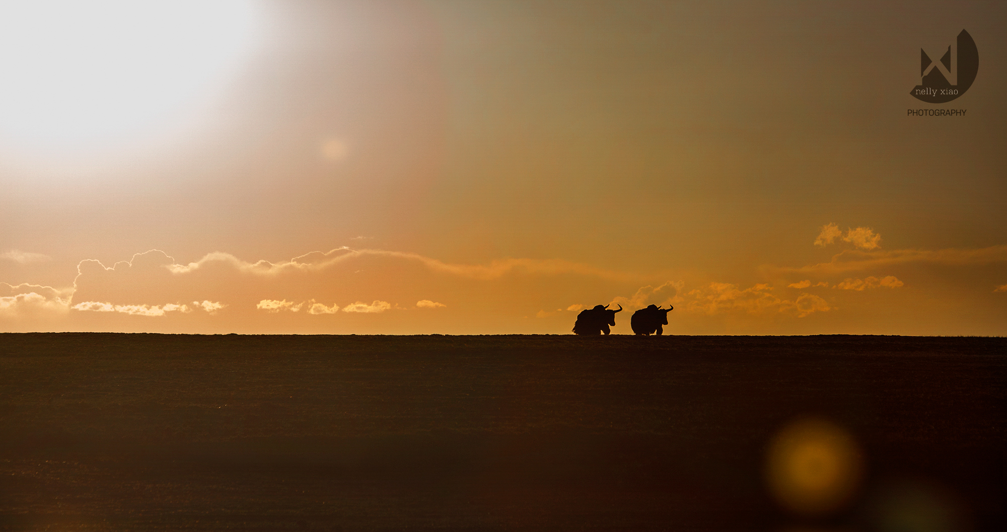   Wild yaks    Kekexili Wildlife Conservation, July 2015 