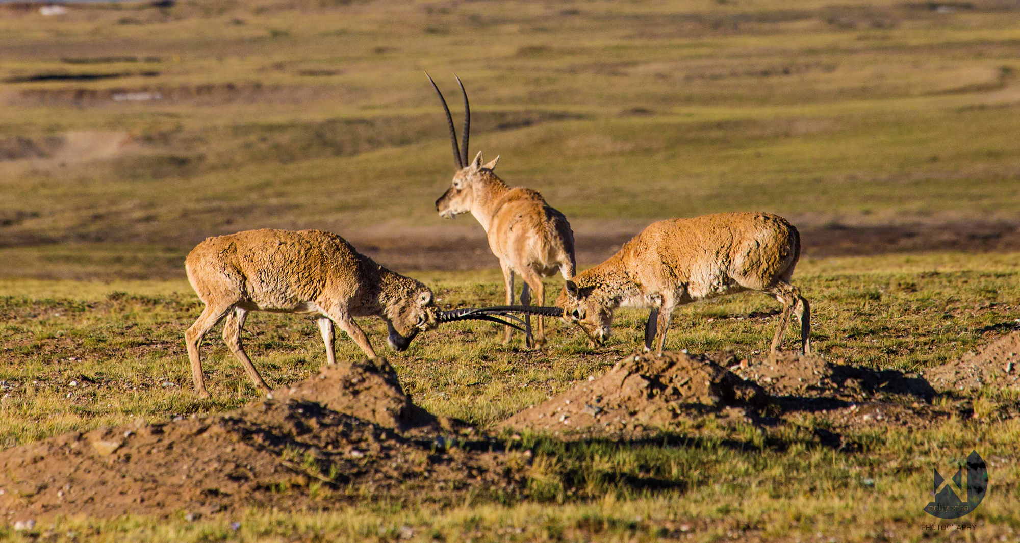   Tibetan antelopes practicing the mating battle   Kekexili Wildlife Conservation, July 2015 