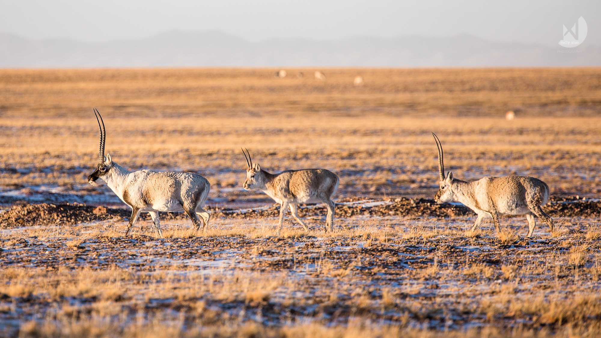   An adult male Tibetan antelope leading his pupils   Kekexili Wildlife Conservation,&nbsp;November 2015 