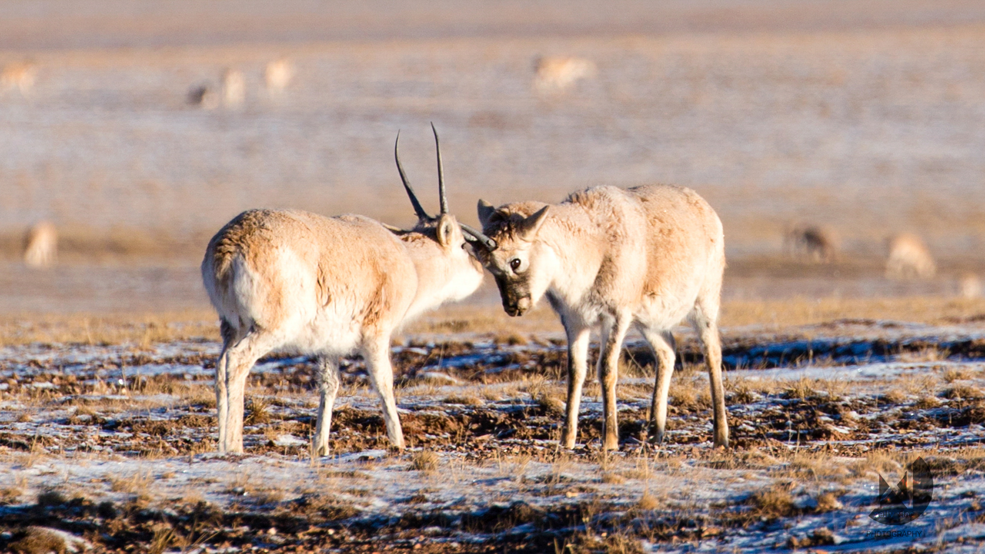   Tibetan antelope calves imitating the mating battle of their elders   Kekexili Wildlife Conservation, December 2015 - Mating season 