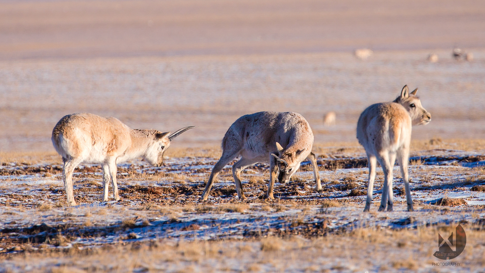   Tibetan antelope calves imitating the mating battle of their elders, after their first encounter with a female calf   Kekexili Wildlife Conservation, December 2015 - Mating season 