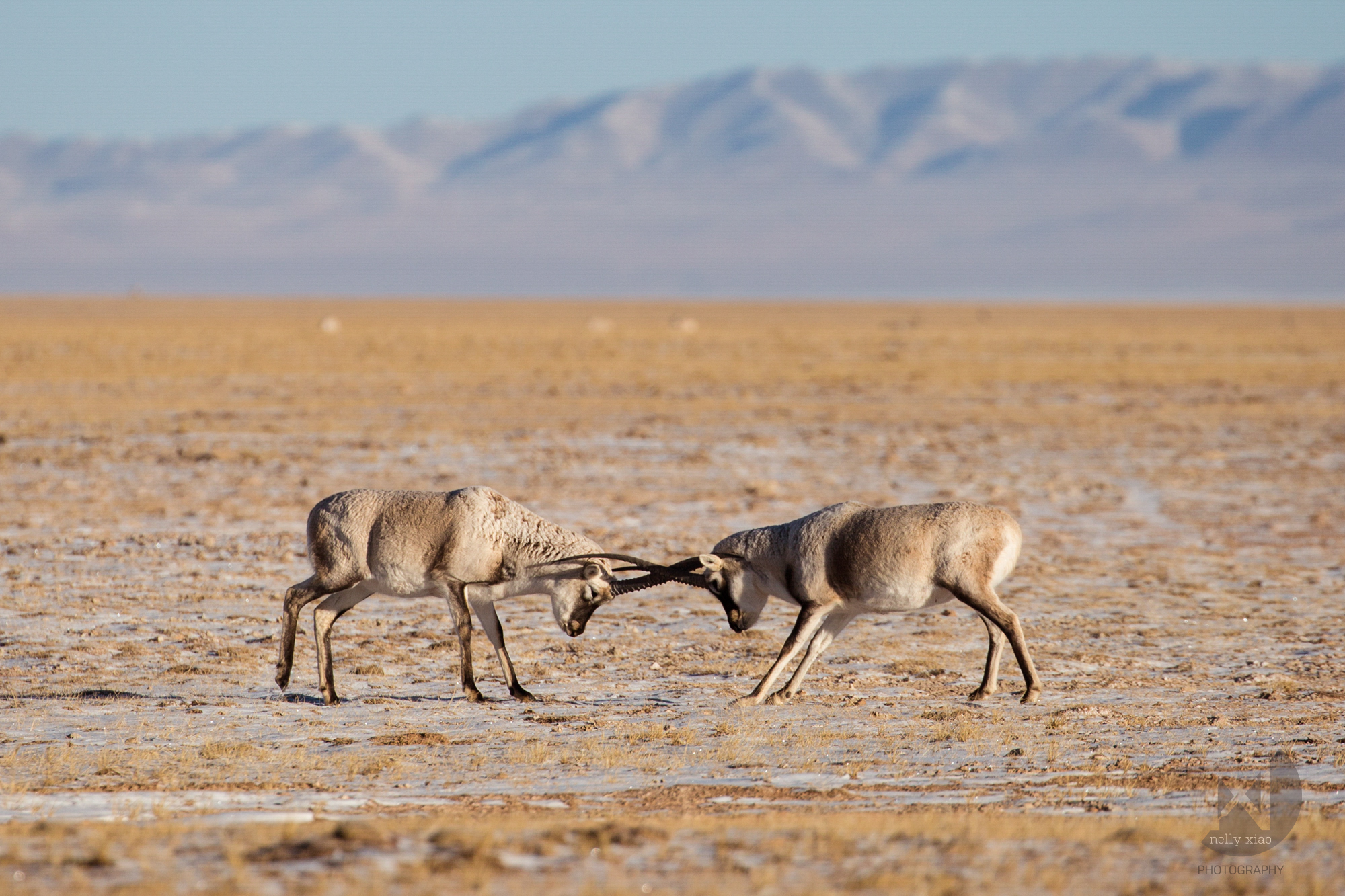 the Mating Fight II Kekexili Wildlife Conservation, December 2015 - Mating season