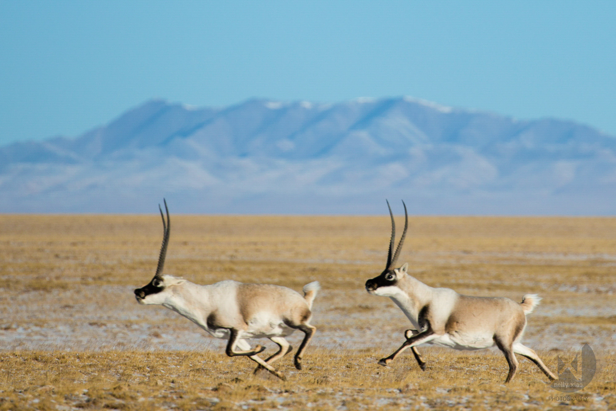   Male Tibetan antelope chasing intruder off the territory   Kekexili Wildlife Conservation, December 2015 - Mating season 