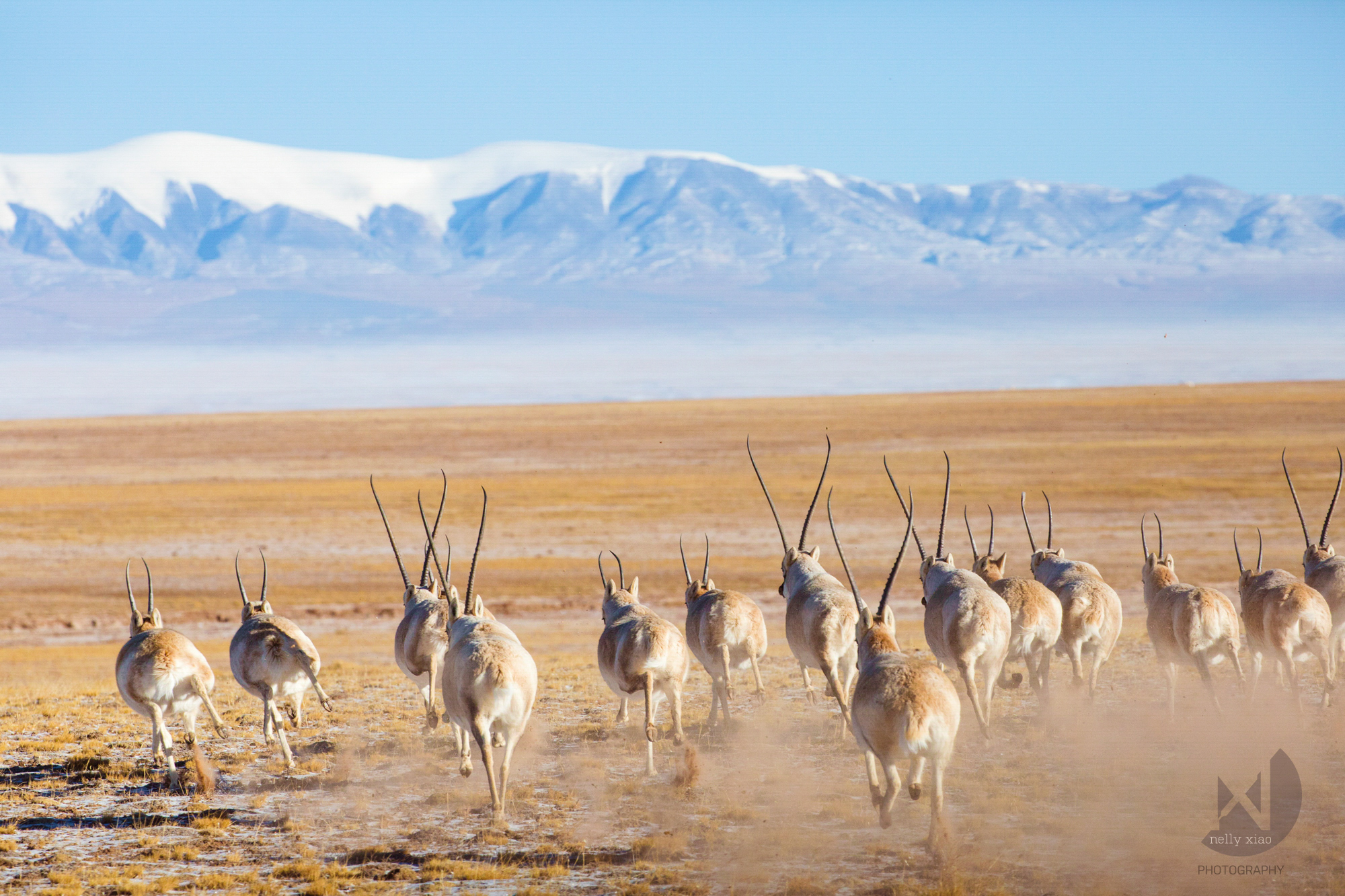   Tibetan antelopes running free in the vast Tibetan plateau once again &nbsp; (after more than a decade of brutal battle between the Mountain patrol and hunters to save the species from almost extinction)  Kekexili Wildlife Conservation, November 20