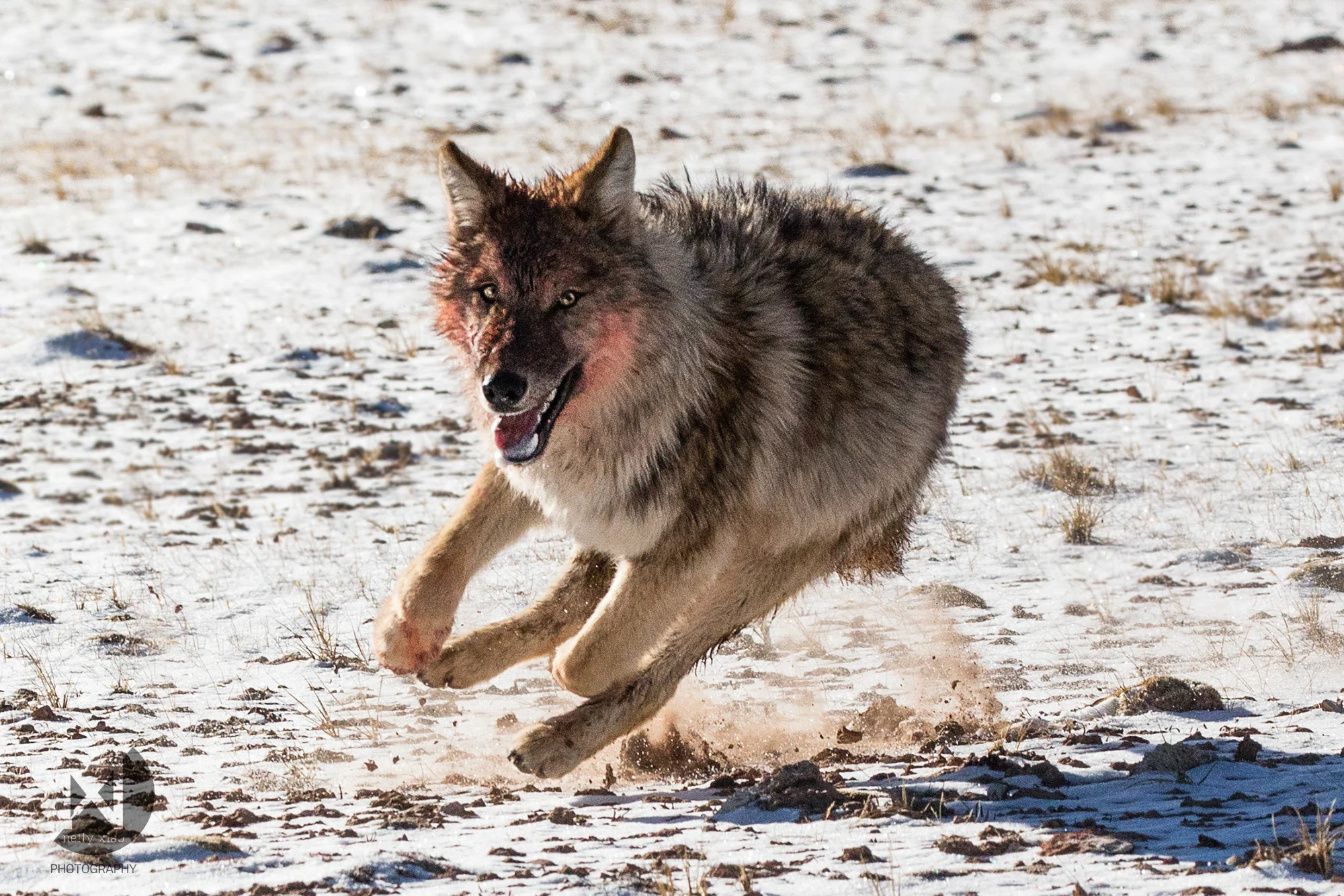 An angry Tibetan giant wolf charging at the camera Kekexili Wildlife Conservation, December 2015