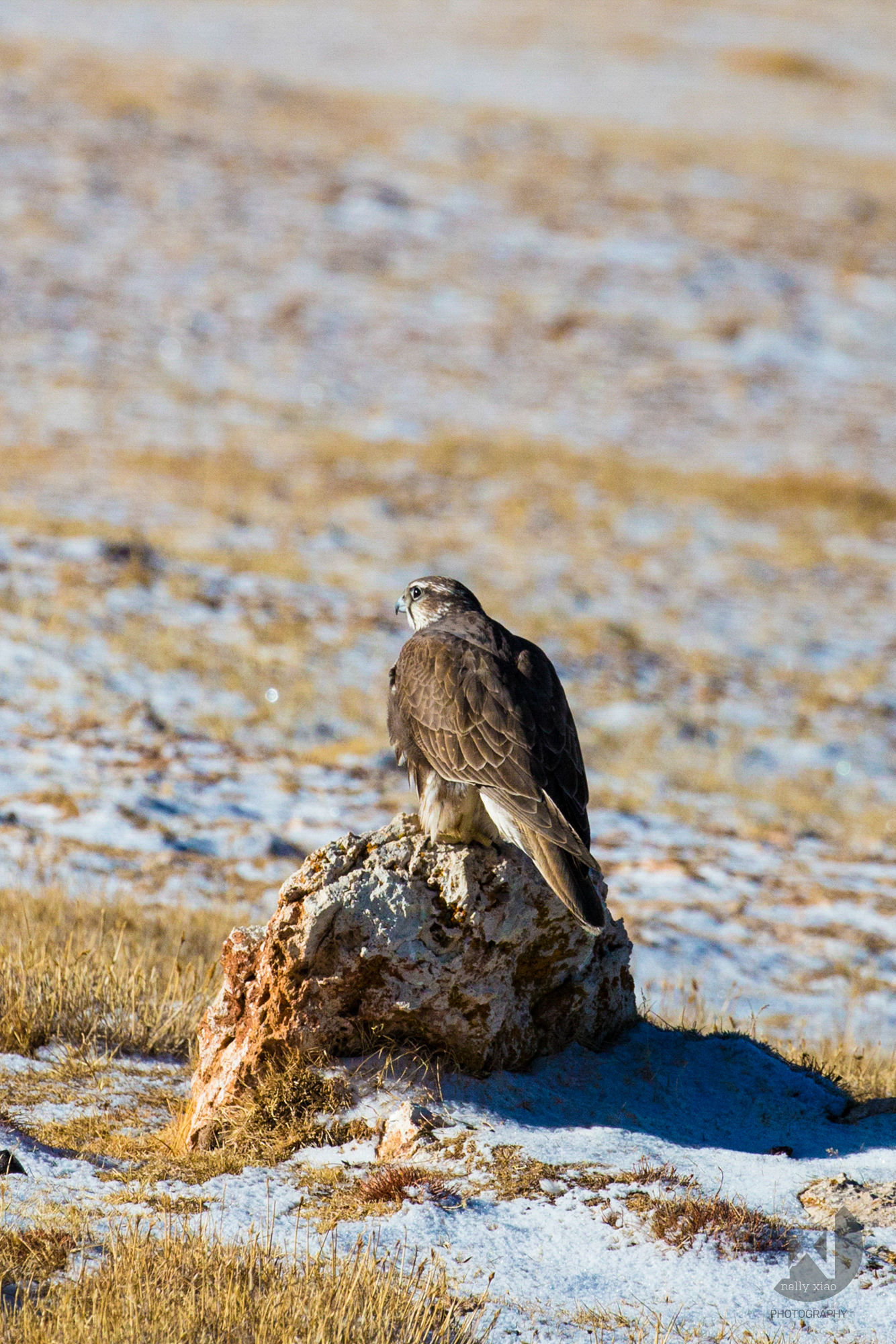   Saker falcon   Kekexili Wildlife Conservation, October 2015&nbsp; 