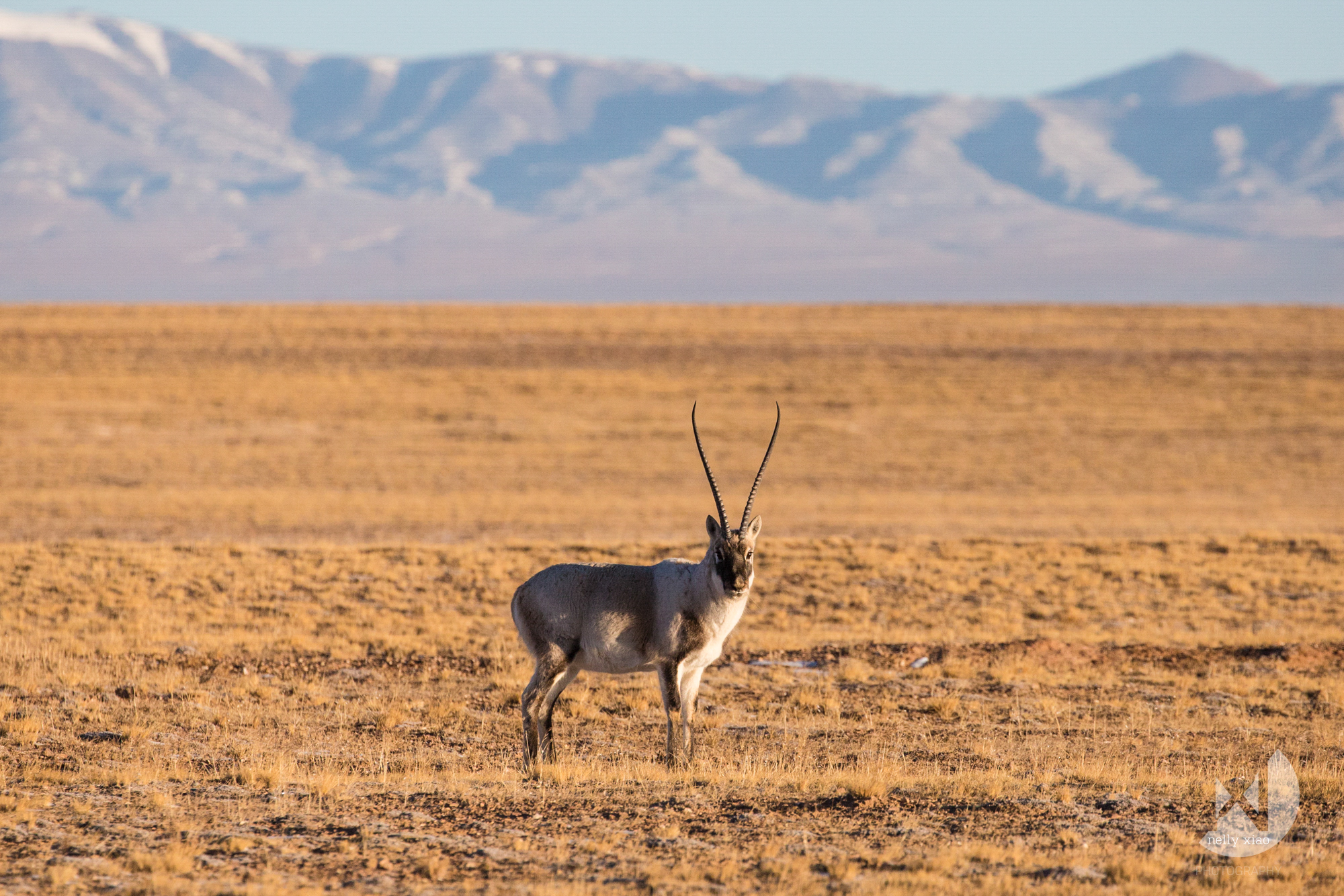   Tibetan antelope (male)   Kekexili Wildlife Conservation, November 2015&nbsp; 