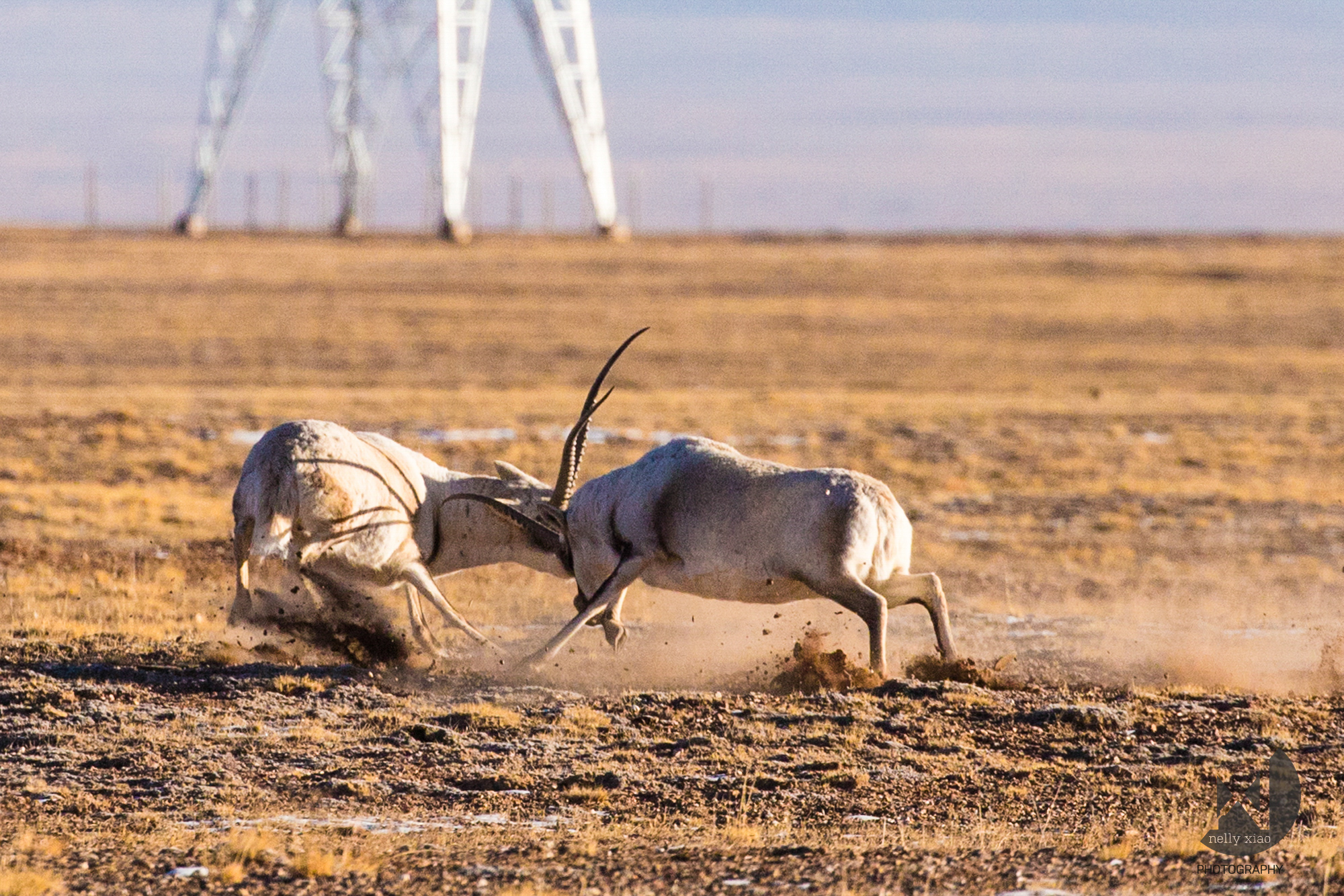   Male Tibetan antelope crushing his opponent in a mating battle   Kekexili Wildlife Conservation, December 2015 - Mating season 