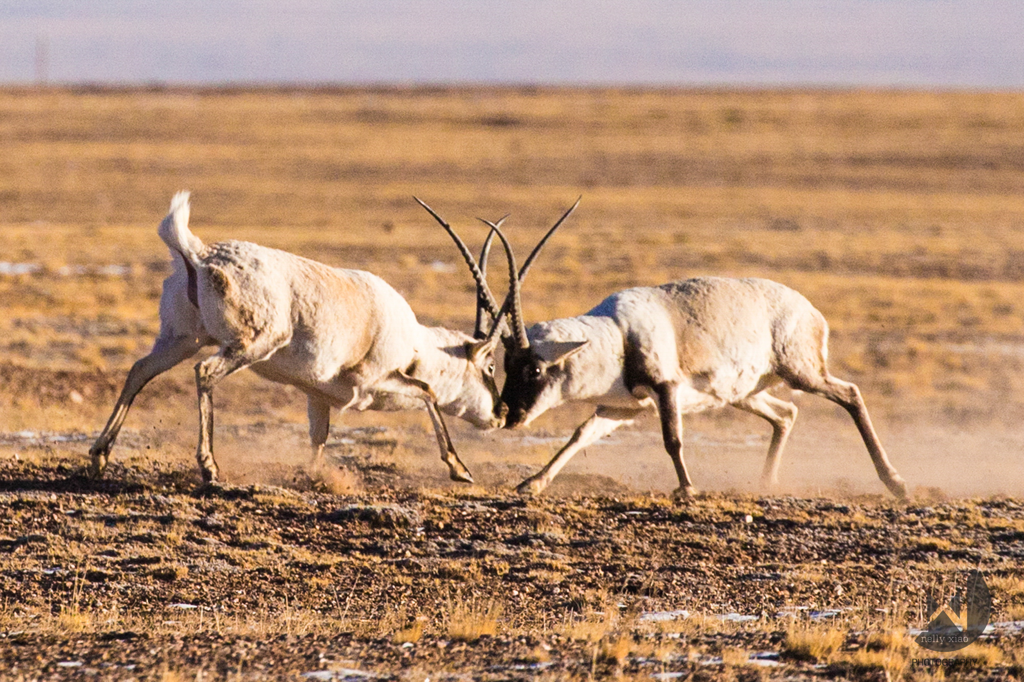   "Battle gaze", male Tibetan antelopes engaged in a mating battle   Kekexili Wildlife Conservation, December 2015 - Mating season 