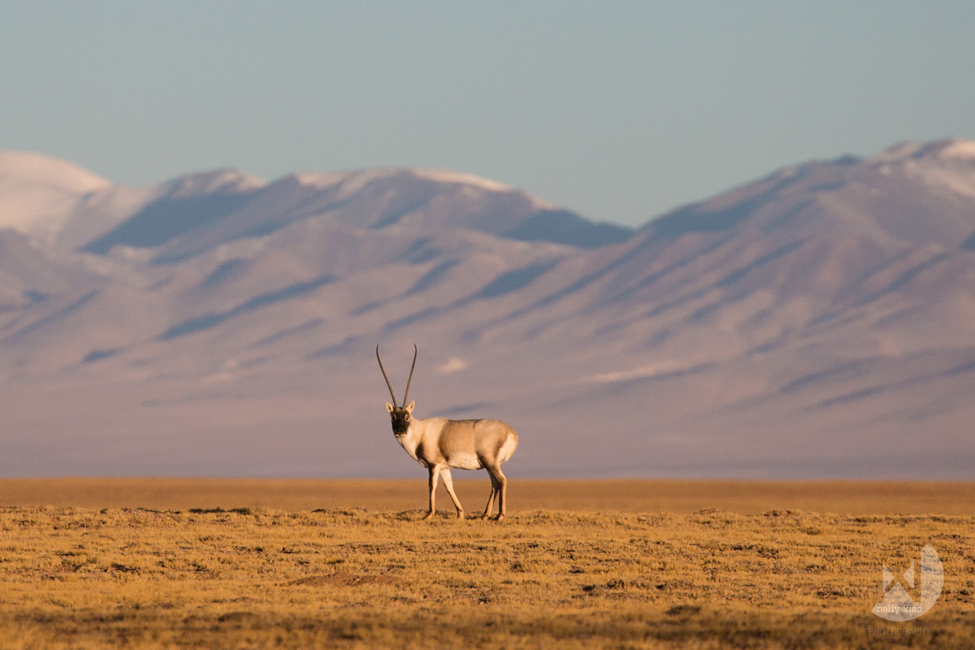   Tibetan antelope (male)   Kekexili Wildlife Conservation, November 2015 