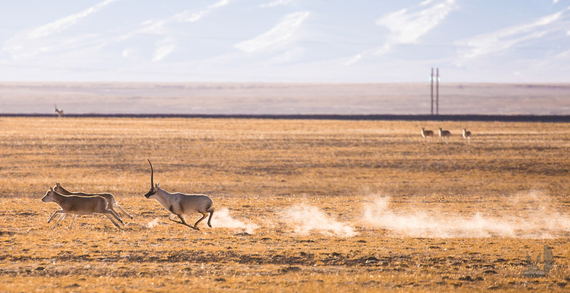   Male Tibetan antelope attempting to court the female herd after winning a mating battle   Kekexili Wildlife Conservation, December 2015 - Mating season 