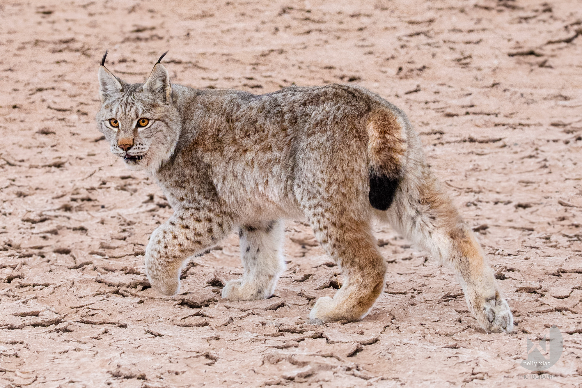 Tibetan mountain lynx Kekexili Wildlife Conservation, December 2015 